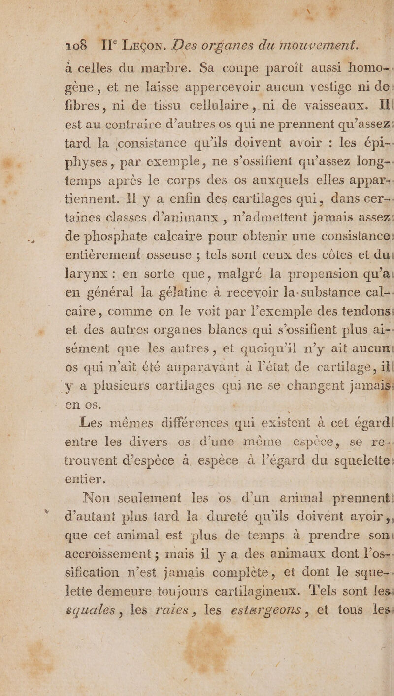 Re &amp; fibres, ni de tissu cellulaire, ni de vaisseaux. Il! est au contraire d’autres os qui ne prennent qu’assez: tard la consistance qu’ils doivent avoir : les épi-: physes, par exemple, ne s’ossilient qu’assez long: temps après le corps des os auxquels elles appar. taines classes d'animaux , n’admettent jamais assez: de phosphate calcaire pour obtenir une consistance: entièrement osseuse ; tels sont ceux des côtes et du larynx : en sorte que, malgré la propension qu’a! en général la gélatine à recevoir la-substance cale. caire, comme on le voit par l’exemple des tendons: et des autres organes blancs qui s’ossifient plus ai sément que les autres, et quoiqu'il n’y ait aucun! os qui n'ait été auparavant à l’état de cartilage, ill en os. Les mêmes différences qui existent à cet égard entre les divers os d’une mème espèce, se re. trouvent d'espèce à. espèce à l’égard du squelette: Non seulement les os d’un animal prennent: d'autant plus tard la dureté qu'ils doivent avoir, que cet animal est plus de temps à prendre son: accroissement ; mais il y a des animaux dont l’os-- sification n’est jamais complète, et dont le sque-. letie demeure toujours cartilagineux. T'els sont les: squales, les raies, les estærgeons, et tous les: