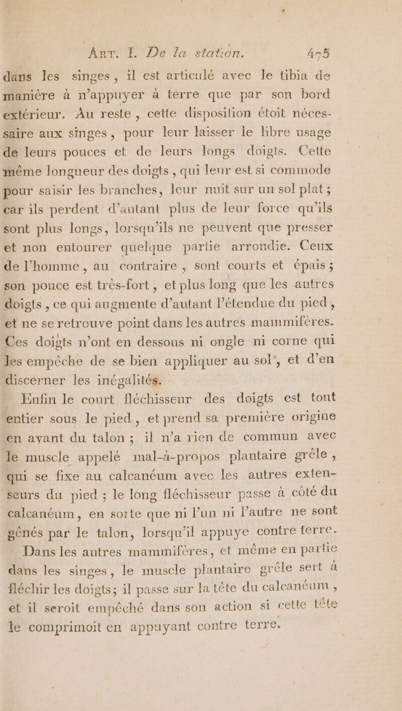 / dans les singes, il est articulé avec le tibia de manière à n’appuyer à térre que par son bord extérieur. Au reste, cette disposition étoit néces- saire aux singes, pour leur laisser le libre usage de leurs pouces et de leurs longs doigts. Cette même longueur des doigts , qui lenr est si comniode pour saisir les branches, leur nuit sur un sol plat ; car ils perdent d'autant plus de leur force qu'ils sont plus longs, lorsqu'ils ne peuvent que presser et non entourer quelque partie arrondie. Ceux de l'homme , au contraire , sont courts et épais ; son pouce est tres-fort, et plus long que les autres doigts , ce qui augmente d’autant Pétendue du pied, et ne se retrouve point dans les autres mammiferes. Ces doigts n’ont en dessous ni ongle ni corne qui les empêche de se bien appliquer au sol’, et d’en discerner les inégalités. . Enfin le court fléchisseur des doigts est tout entier sous le pied, et prend sa première origine en ayant du talon ; il n’a rien de commun avec le muscle appelé mal-à-propos plantaire grêle , qui se fixe au calcanéum avec les autres exten- seurs du pied ; le long fléchisseur passe à côté du calcanéum, en sorte que ni l’un ni l'autre ne sont gènés par le talon, lorsqu'il appuye contre terre. Dans les autres mammifères, et même en partie dans les singes, le muscle plantaire grêle sert à fléchir les To il passe sur la tête du calcanéum , ét il seroit empêché dans son action si cette tête le comprimoit en appuyant contre terre.