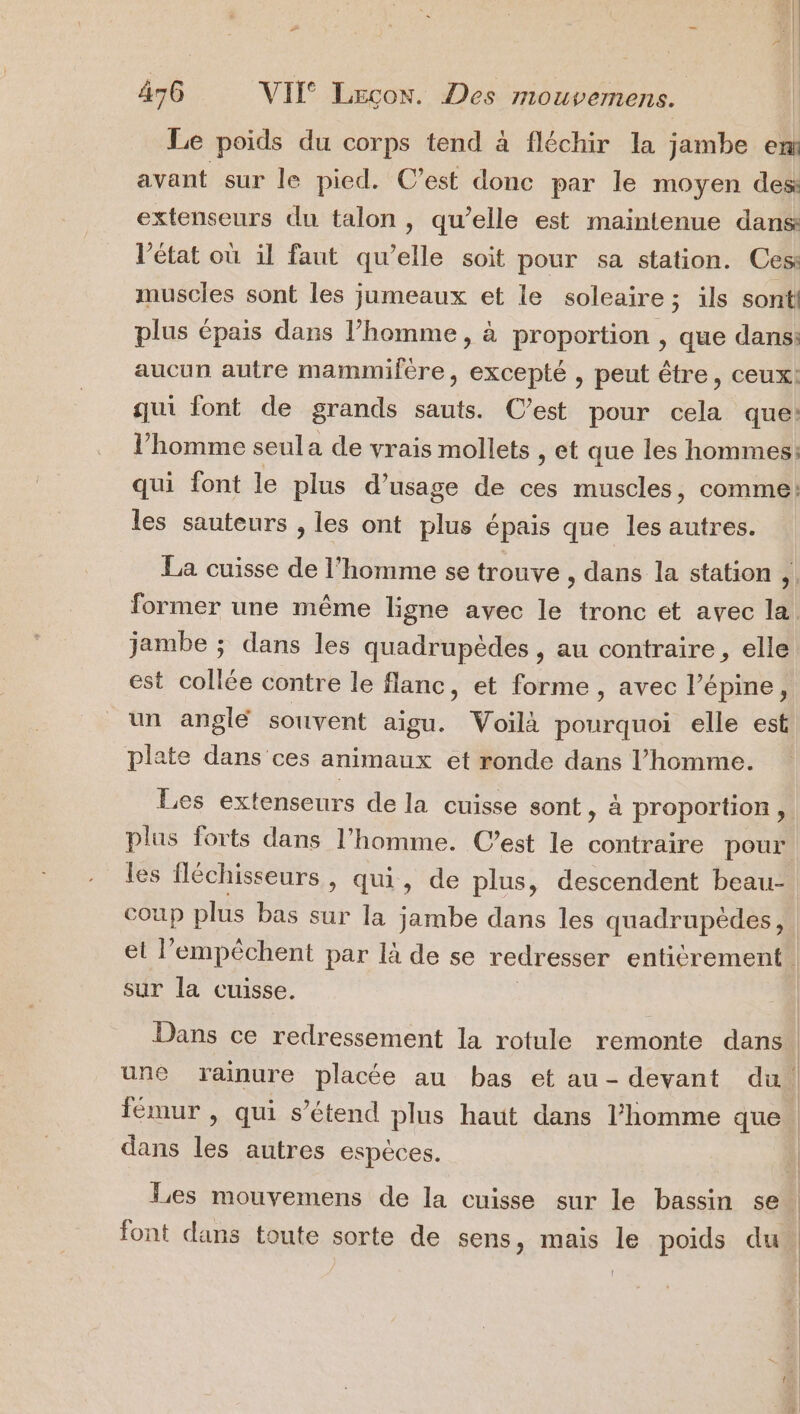 Le poids du corps tend à fléchir la jambe em avant sur le pied. C’est donc par le moyen des extenseurs du talon , qu’elle est maintenue dans l’état où il faut qu’elle soit pour sa station. Ces: muscles sont les jumeaux et le soleaire ; ils sont plus épais dans l’homme, à proportion , que dans: aucun autre mammifére, excepté , peut être, ceux! qui font de grands sauts. C’est pour cela que: l’homme seula de vrais mollets , et que les hommes: qui font le plus d'usage de ces muscles, comme: les sauteurs , les ont plus épais que les autres. La cuisse de l’homme se trouve , dans la station , former une même ligne avec le tronc et avec la. jambe ; dans les quadrupèdes , au contraire, elle est collée contre le flanc, et forme , avec l’épine, un anglé souvent aigu. Voilà pourquoi elle est plate dans ces animaux et ronde dans l’homme. Les extenseurs de la cuisse sont , à proportion, plus forts dans l’homme. C’est le contraire pour les fléchisseurs, qui, de plus, descendent beau coup plus bas sur la jambe dans les quadrupèdes, sur la cuisse. une rainure placée au bas et au - devant du. fémur , qui s'étend plus haut dans l’homme que | dans les autres espèces. Les mouvemens de la cuisse sur le bassin se font dans toute sorte de sens, mais le poids du