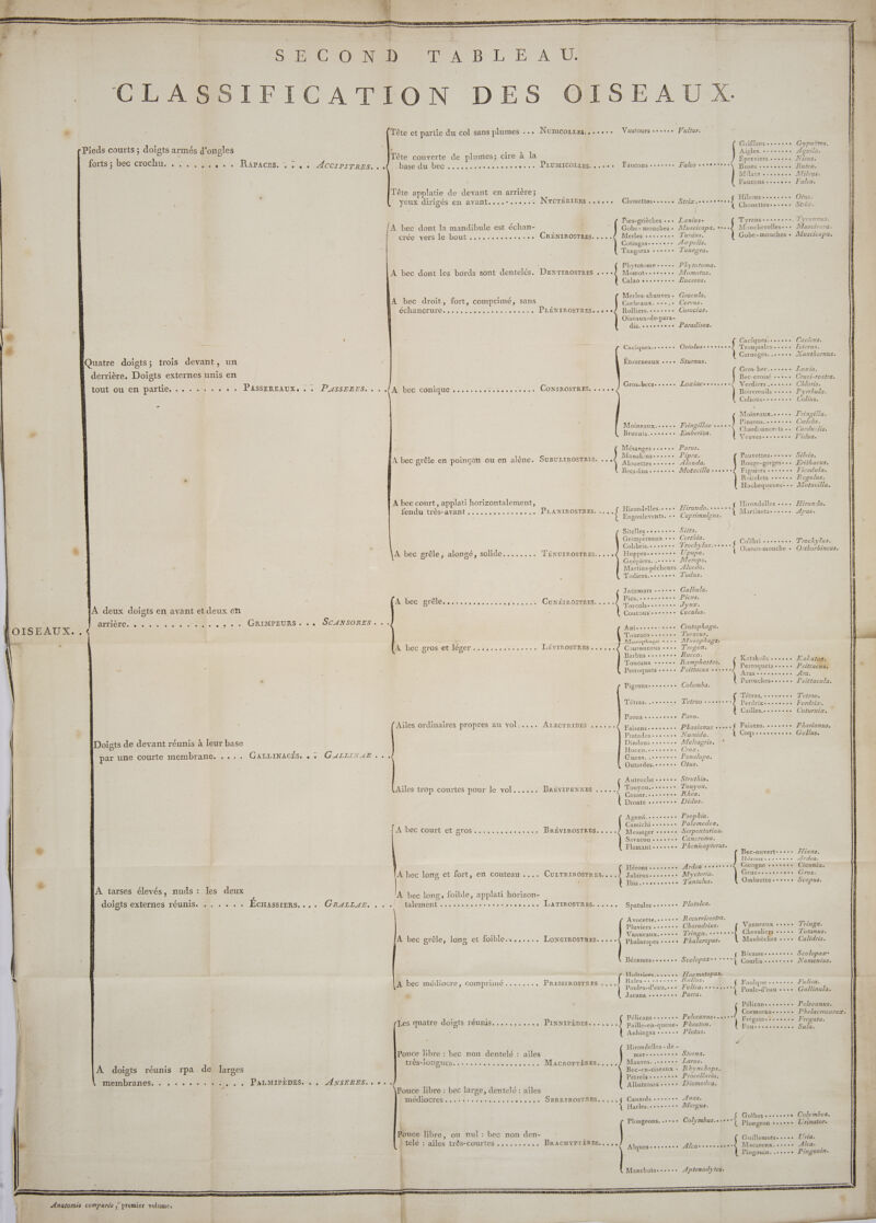 …. &lt;&lt; mi — Pieds courts ; doigts armés d'ongles lors beccrochu 20. Rapaces, .:: . : AcCrPrTREs. .: Quatre doigts; trois devant, un derrière. Doigts externes unis en æ À deux doigts en avant et deux en LOL UE. 1. CRIMPEURS « « SCANSORES +. : Doigts de devant réunis à leur base par une courte membrane. .... GALLINACÉS, .: GALLINAE ... À tarses élevés, nuds : les deux À doigts réunis rpa de larges MÉMPDIANES. 6 à + + 0 + ML « PALMIPÉDES 4 ZANSFRES. 0, Anatomie comparée ; premier volume, HAS: L'EAU D'ASBUADEC es ren auheeresmeseses yeux dirigés en avant....-...... NYCTÉRIENS ..0... ÉGHAUCTUrE. ee male es ces: M LENIROSIRAS pce fénduttrés-ayint 5... 0. eo ee ce PILANTROSIMES.e. À bec gros et léger .,,,.....5,.... LÉVIROSTRES.. .... Ailes ordinaires propres au vol:.... ALECTRIDES ....., BRÉVIPENNES ..... BRÉVIROSTRES. .... A bec longs et fort, en couteau .... Currrinosrres.... À bec long, foible, applati horizon Palementdies sie espere se LoNGcIRnOSTRES. .... PRESSIROSTRES . ... Les quatre doigts réunis....,....., PINNIPÈDESs... ...: À ailes D OR ATEN NRA ER Pouce libre : bec non dentelé : MacroOPTÈRES.,... HATIOC TER veus ae à ete SERRIROSTRES..... sets. | telé : ailes très-courtes .......... BRACHYPTÈRES.,... Corbeaux. - + Pics... Torcols-.... Anisos.oe: { Laniuse Turdus. Tanagra. Phytotoma. Momotus. Buceros. Gracula. Corvus. Coracias. Paradisea. Surnus. Emberiza. Parus. Pipra. Alauda. Caprimulaus. Sifta. Certhia. Upupa. Îerops. Alcedo. Todus. Galbula. Picus. Jynr. Cuculus. Crotophaga. Te uracus. Tétras:. Hocco..... Guans.....: . Casoar. +. + Pélicans-..e Mauves.. Harles. AO A Trogon. Bucco , Ramphastos. Columba. Tetrao +. Pavo. Numida. Melcagris, Crazx. Penelope. Otus. Struthio, Touyou. Rlea. Didus. Psophra. Palamedea. Serpentarius. Cancroma. Mrycteria. T'antalus. Plafalea. Charadrius. Phalaropus. Haematopus: Rallus. Parra. Phaeton. Plotus. Sierna. Larus. Rhync Aops. Procellaria. Diomedea. Anas. Mergus. Aptenodytes. LD Gypaëtos. / grila. Nisus. Buteo. Milvus. Falco. Os. SErITe De L yra ANUS » Muscivora. Muscicapa, Cucicus. Tcterus. Xanthornus. Zoxia. Cruci-rostra. CAlorss. Pyrrhula. Colius. Tringilla. Caælebs. Carduslis, V’idua. Silvia. Erithacus. Ficedula. Regulus. Motacilla. Hirundo. Apus. Trochylus. Orthorhincus, Kakatoe. Psittacus. Ara. Psittacula. T'etrao. Ferdrix. Coturnixz. Pasianus, Gallus. ians. Ciconia, Grus. Scopus. Tringa. Totanus. Calidris. Scolopazx* Numenius. Fulica. Gallinula. Pelecanus. Fregata. Sula. Colymbus. Urinator. Uria. Alca. Pingouin.