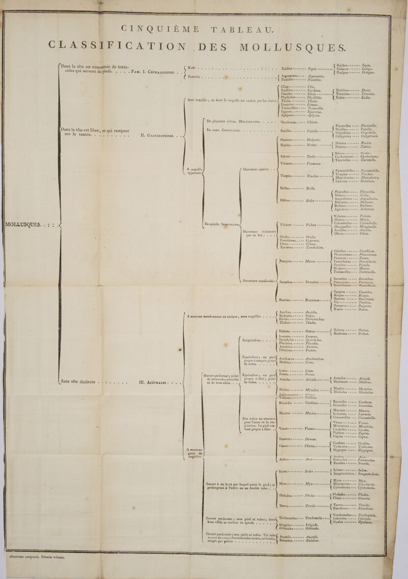 MOLLUSQUES. : : : Dont la tête est couronnée de tenta- | Dont la tête est libre, et qui rampent Rsur.le ventre. Re . L L L | Sans tételdistiicte Re... , , INT. Acérwazss , Testacés . A coquille apparente, À manteau garni de coquilles. De plusieurs pièces. Morrtivazves. . , , . Entcone ACONIVALVES ee Ouverture entière . - En spirale. SrrRIvALvES Ouverture échancrée par en bas. . nt Inéquivalves. . . . L1 Équivalves ; un pied propre à ramper; point udétubes:s #5 0 Ouvert pardevant; point Equivalves D. VE pied de tentacules articulés | Propre à filer; point ni de bras ciliés. . . de tubes. Des tubes au manteau pour l’anus et la res- piration. Le pied sou- vent propre à filer. . prolongeant À l’autre en un double tube. . . bras ciliés se roulant en spirale . , . . . . Ouvert pardevant ; sans pieds ni tubes. Un tube venant du corps ; des tentacules cornés, articulés, rangés par paires . ; Argonautes...., Arronauta. Nautiles-...... Noutilus. Clios: ....... Clio. Scyllées.-e..... Scyllaea. Dorides. ses Doris csvssosvs Phyllidies: ses. PAyllidia. Thétis. severe. Thetis. Limaces + ses... Lima. Testacelles..... Testacella. Sigarets sors. Sigaretus. Aplysiese-..... Aplysia. Oscabrions. +++ Chiton. Patelles. .... “s. Patellarsssr... Ormierses..+«°+ Halyotis. Néritesrsssssse Nerifas severe Sabots... T'HrbOo ses sans Vermetssesvese Vermetus. Toupies......., Trochus .... Bulles... Bulle. HÉNCES eee Molutéseseesee Jolies | Ovules.s..se.ee Ovula. Porcelaines. .«.. Cypraea. Cônes ses. Conus. Tarrières ++... Terebellum. Pourpres-.... Murexz rl Strombes.eseess Sérombus se... Buccins..s.ssus ru Ascidies ses Ascidia. Biphores, ++.*:. Salpa. Firoles +... Pterotrachea. Thaliesessssees Thalia. Huitres. soso Osfregresssres Lazares. cos Lazarus. Spondyles « «+. Spondylus. Placunes. cer. Placuna. Anomieseessee. Anomia. Pélérines, «ss.e Pecten. Anodontes .+.+ Anodontifes. Mulètes ….... Unio. Limes. COCO Lima. Pernes,. cesse. Perna. Arondes sesssse Ayicultiesseur Moules css Mytulus. + +++ Ÿ Prarae. Tellina. Cardinm: CE | Jambonneaux .. Téllines.ssssses Bucardes +... Mactres s+sore Autre. .À Vénusersosssre Wennsereusvur Donaces c..:« Donaz. Cimesessss.sse Clans. .À Aïches.ssrseoss Aycacesersusse Soensessesssse Solen ......... Myes.sessvssss Marre À Pholadesesesvee Pholas ES MATOS tR se ec 0 0. Teredo ..... Térébratules..+. Terebratulaees À Lingules ses... Lingula. Orbicules CHERE IE Orbicula. Anatifes rs... Anatifa. Balanites ss. Balanus. Seiches sessess Sepia. Calmars +++... ZLoligo. Poulpes-+ee..+ Octopus. Tritonies--esse Tritonia, Eolieg svsvvess Eolia. Fissurelles ces Fissurella. Patellese..e... Patella. Crépidules +++ Crepidula. Calyptrées +++. Calyptraea. Nérites sos. Nerita. Natices-sosoes JNatica, Turbo. . Cyclostoma. Cyclostomes: - + T'urritella. Pyramidelles «+ Pyramidella, | Toupies ++... + Trochus. Monodontes +++ Monodonfta, Cadrans «ess Solarium, Planorbes «+++, Planorbis. Hélicessessees Felix. Ampullaires «++ Æmpullaria. Mélanies-+++-+ ]Melania. Bulimes ++... Bulimus. Agatiness+ssse Achatina. Volutes-....ve Ÿolufa. Mitres-.osso. ]Witra. Colombelles ++. Columbella. Marginelles «+. Marsinella. Ancilles se. Ancilla. Olivesssvsss.s Oliva. Cérithes esse. Cerithium. Pleurotomes ... P/eurotoma. Fuseaux «. Fusus. Fasciolaires «.. Fasciolaria. Pyrules....... Pyrula. Rochers.....+. Murer. Turbinellese... T'urbinella. Strombes «+++ Srrombus. Ptérocères..++.+ Pterocera. Rostellaires. . ++ “Rosrellaria. Casques ……..... Cassidea. Harpes +...... Harpa. Buccins +....+ Buccinum. Vis coossoovoe Terebra. Pourpres...... Purpura. Nasses css Nassa. Huitrescosseee Osfreue Houlettes +. Pedum. Arondes sc. Aviculz Marteaux «+. Malleus. Moules ss... Mytulus. Modioles +... Modiolus. Bucardes «eee. Cardiume Isocardes +... Zsocardia. Mactres +... Mactra. Lutraires ss. ZLutraria. Crassatelles ... Crassatella. Vénus-s...e.. Venus. Mérétrices .... Meretrir. Cyclades...... Cyclas. Paphies. ...... Paphia. Capses ses... Capsa. Cardites +... Cardita. Tridacnese.... Tridacna. Hippopes «+». Hippopus. A rck es Area. Pétoncles ++«.+ Petunculus. Nucules +... Nrcuia. Solenseses.... Solen. Sanguinolaires . Sanguinolaria. Myes. ss... Mya. Glycimères.... Glycimeris. Cyrtodaires «.+ Cyrtodaria. Pholades ++... Pholas. Chars.orsorese Giœnia. Taretsecss.sse Teredo. Fistulanes-.... Fistulana. Térébratulese.. Terebrarala. Calcéoles.++..+ Calceola. Hyales «esese Hyalaea.