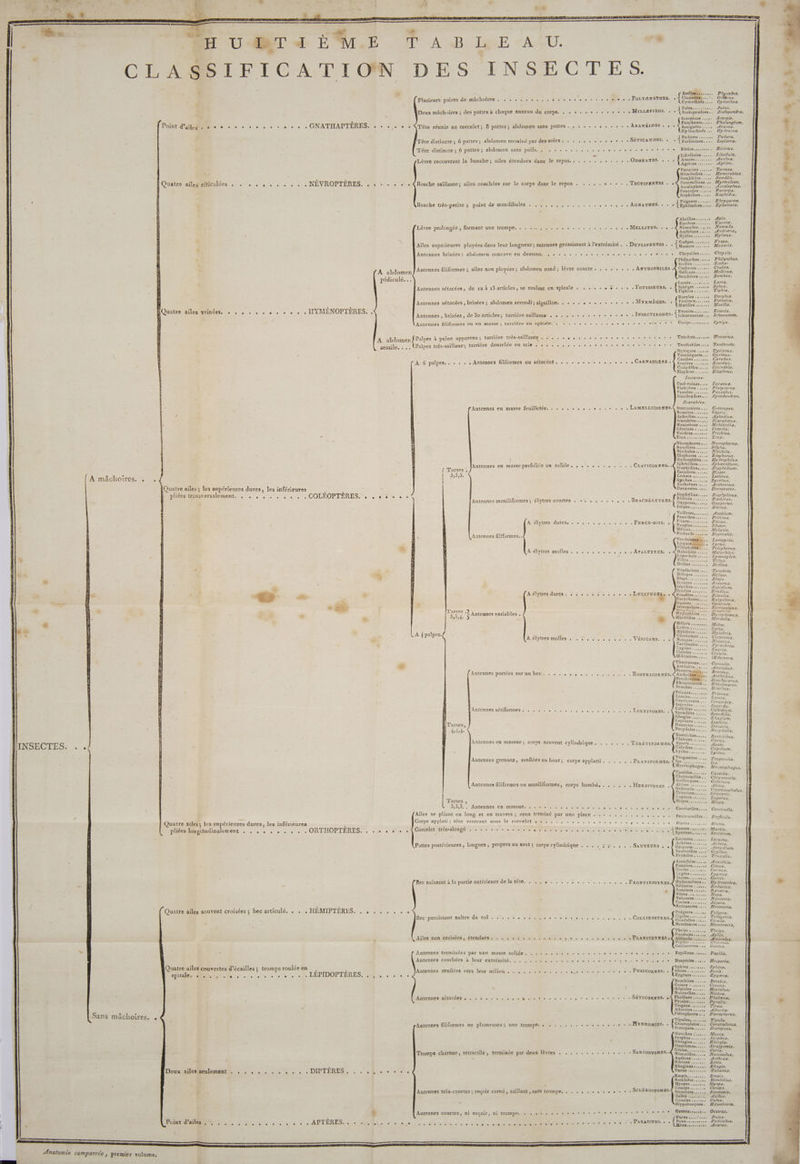 | ” * t | | A J FRS L'e | + l É - | : k ' | : x L ar ms VA PRES es Ti = ere ; : : à * “ Leu = trs F2 ES ae + Le er : “ - “ares _ 3 / 4 . Le à &amp; Ce : U ” “ ] 1 U è HW il [] E E | Î \ B D e _ e H + C S ñ 2 Asell ‘. Peter se + Ke « POLYGNATHES. . 4 Clop L cus | Plusieurs paires de MACROIEES + eee tie LE Tele te Le ee OP Cymothôés.….. Cymothoa. x M HET. nt er re : ILLEP . Scolopendres.. colopendra, ires : au EDS le frire eue esta ot rir £ Deux mâchoires , dE ECS g oe an à a Se Scorpions ..... Scorpio. k Faucbeurs. Phalangium, e re +: abd AB DAEES 5, (Docs 1e, 9 se 00 ARANÉIDES . , 2 Aranea. i ; GNATHAPTÈRES. . « . « + + Tête réunie au corcelet; 8 pattes; abdomen sans p ee conte Ar aps Point d’ai SNS SROMONONCNE MORT IT ER ; se 40 s RE Podura. 2 ï + + SÉTICAUDES. , Forbicines, Lepisma. ïsti ; attes ; abdomen terminé par des s01es . . . . , . , + + « « Tête distincte ; 6p 5 P : ES A i i ; . 12: } +. . . . . . here LL érée . . . : à Tète distincte ; 6 pattes ; abdomen sans poils. , nee OR À ; En ODewATES. - - - {Ace .…... AÆAeshna. Lèvre recouvrant la bouche; ailes étendues dans le repos... . , . . . « . . « . Agrions «e..2. Agrion. Termites ...... Termes. Hémérobes..,, Hemerobius. Semblides...., Pc | F ilions [yrmeleon. £ + + + . TECTIPENNES . , 4 Fourmi aie 5 ! i ; a ouchées sur le corps dans le repos . . . . . + Ascalaphes.... Ascalaphus. Quatre ailes réticulées . . + . , . . . . « . NÉVROPTÈRES. , « + « + « - Bouche saillante; ailes c P P Poe. Perte Roephidies ap . s A Friganes . AE i i 1 + + « + + AGNATHES: « « e {5 bémères.... Æphemere. Bouche très-petite ; point de mandibules . , , ,. ,,....... p F 0 Abeilless.....e Apis. Eucères .. « Fe . + « + MELLITES. . .« + 4 Nomades. omada. longée , formant-une trompe. . . =, . . . «+. « nr drinees Anûræna, Lèvre prolon P ee ne . sp ET: NES ee des AT Ailes supérieures ployées dans leur longueur; antennes grossissant à l'extrémité. . DuPLIPENNES, , À mastre .… Masaris. | . ee Jo oo state à etes, M Chryndes 7 ONYEISS | Antennes brisées : abdomen concave en dessous, . .. + : . Ë Philanthes .,.., Ro Scolies .... colra- bro. ‘ . ad PHILES .4 Crabrons Cra L Antennes filiformes ; ailes non ployées ; abdomen rond ; lèvre courte. . . . . . ANTHO rune RE A abdomen A . ‘ Bembéce Bembezx. édi : Larres... Larra. pédicule.., 4 . { « _. : i . .T EURS, Sphèges . AE L Antennes sétacées, de 12 à 13 articles, se roulant en spirale . , . . . .« « . Fourss . + vie Tiphie. Doryles....... Dorylus. F ' i Formica. Te dont . + «+ + MyrMÈGEs.'. {rourmi 2 ; Antennes sétacées , brisées ; abdomen arrondi; aïguillon. D RO ÉMDIS OUERO YR pans CR É F Evanies........ raie É Ê , a ‘ 1e . + + INSECTIRODES: ? fchneumons... IcAneurnon. HQuatre ailes yeinées. « . + + + + à + + + + .« HYMÉNOPTÈRES. Antennes , brisées , de 30 articles; tarrière saillante . . . . + .« . . ie É Lee î . ee 0e &lt; eee it IDiPS-.rrses ee ps. ; Antennes filiformes ou en masse ; tarrière en spirale. . + . «+ « + «+ + « + . ière très-saillante © + 0 e ce 06 2 + UUrocères. ere Ur0cerus, à i s 3; tarrière très- Hire aus 1/0 as . A abdomen #Palpes ATDenS DUR dentelce en scie duels ste + + Tentbrèdes.... Tenthredo. x Po bu nt 40) auf LL . . L2 . 4 @ . L : F sessile é Palpes très-saillans; tArEre CEnIUe Dytiques...... Dytiscus. ane Tourniquets... Gyrinus. SCARNAGSIERS Carabes ..,.4, DRE £ i s . S'atste te sx . * À Scarites ....o.e cariles. À 6 palpes.. . . . . Antennes filiformes ou sétacées. . . « . ÉD PR NU AA Elapbres. ..... Ælaphrus, Lucanes- Cerf-volans..., Zucanus. Platicères MAR Passales:.. assalus. Sinodendr Synodendron. Scarabées. | - : + + LAMELLICORNES. SRE ... Geotrupes. Antennes en masse feuilletée. . .: « , « + © . o + . + . Bousiers. Copris. Aphodies. : « Aphodius. Scarabées...,,.. Scarabæus. ; Hannetons ..., ÆMelolontha. Cétoines . . Cetonia, | Trichies.. Trichius. TroXsiseeceose 70%. j q ' En RneE Nicrophorus. Boucliers...... 4,r/pha, À Nitidules. Nitidula. Elophores arf p ly trophilus. | | Sphæridiurm, Antennes en masse perfoliée ow solide. . . . , . . . . . . . Cravrconnes.. EE ra L RME ra { Tarses Escarbois..,.., Hister. 2. Lethres ., . Lethrus. 51559. Byrihes......, Byrrus. î Anthrènes.,... Ænthrenus. â mâchoires. k ; É { £ Dermestes.4.. Dermesles. ' Staphylins..... S/apylinus, Quatre ailes; les supérieures dures, les inférieures es j FE pis «+ Slaphytin | pliées transversalement, ess. es. + COLÉOPT RE Antennes moniliformes; élytres courtes . +4 ,. , . . . , . (ee CS DESesorsorss enus. ) 4 . Vrilletes,,,.,.. Anobium. ï Panaches, .. Piilinus. À Pui se 30 ) : û Atélytres. dures, 1. + 15 + © 4 «' PERGE-E018..+ Taubtes se ss Mélusis «… Melasis. J Richards ...... Buprestis. : 2 Antennes filiformes.. Ver luis .. Lampyris. o É re Tycus. k : Téléphor 4 Telephorus., ‘ 5 ! © 0 + + + + »s APALYTRES, * &lt; Malachies ... Malachius. | ' Ë À élytres molles . . . . L au 1 NE ss À 4 ee Se Tillus. rilles + Drillus.  So DaUn +. Tenebrio, | H ee. serre Helops. €  Blaps.. Blaps. fi Scaures Scaurus, de Sépidies Sepidium, % , Erodies .. Erodius. 4 é A élytres dures . à + « + © + + + + + + + LUCIFUGES, . &lt;Pimghies.... Pimelis. L à Eurychores.... Eurychora. 2 : she. Opatres .….. Opatrurm. 3 1 5) Serropalpes. Serropalpus. ac LS &gt; Sem « L'iaperis. L : né . Hypophlées Æyrorhlœus. Ô pin à Antennes variables . %* MAS - FA TS LS # 2934 fo r ; Méloés . Mee. F Lyttes ,..., .. ZLylta. # yiabres ce Myiabrie, Ÿ 74. érotComes ..., Cerocoma. é + À #palpes. AélYtresmolies es Mhetenenee see le V'ÉBICANS Notoxes …… Notozus. “ Cardinales..., Pyrorhroa. ‘ Lagries... Lagria. Antennes portées surun beo. . « . … : . . à Antennes sétilomen ste ele D ee -le cele INSECTES. . . Antennes grenues, renflées au bout ; Tarses , 3,3,3,. Antennes en massue. .......1.0, 00 . Aïles se pliant en long et en travers ; anus terminé par une pince Corps applati ; tête rentrant sous le corcelet 4 4 . . . . . . . . . Quatre ailes; les supérieures dures, les inférieures Corceletrtrés-alongé Mie ere a fener elelle eee anne ue pliées longitudinalement bas PT 0 6 « ORTHOPTÈRES. . 44 + se 0 Pattes postérieures , longues, propres au saut ; Bec naissant à Ja partie antérieure de la EL PRE Quatre ailes souvent croisées ; bec articulé. . .« . HÉMIPTÉRES. . , . . . . . Bec paroïissant naître du col . En : APE OU LME Ailes non croisées, éteñdues. . same se tese nues Antennes terminées par une masse solide. . « : « . « « « + « . + Antennes courbées à leur exITOMILIÉ, Mi che ef on eee Quatre ailes couvertes d’écailles ; trompe roulée en AC AR CEST SÉPARER RER Antennes renflées vérs leur milieu... +. 0, . net. LÉPIDOPTÈRES, Cat? 0 X ANTENNES AA CÉRS eee + mine cite Ne Me ee des te « A * : Sans mâchoires, . Antennes filiformes où plumeuses ; une trompes + + . . « « . + « Trompe charnue, rétractile, terminée par deux lèvres . . , . . . Deux ailes seulement RAC PP ONCE TNCMPONNONE CITE . DIPTÈRES , CCE UC IRAL vou rfi Antennes très-courtes ; suçoir corné , saillant , sans trompe, , . . . . % POP NE LE NS, du à à .-f APTÈRES:4:500,. l Cistela. Charensons..…. , Curculio. Attélabes, ,; Allelabus. Brentes, Brentus. à « « ROSTRICORNES. Authrib Anthribus. Brachye: -.. Brachycerus, Rhiagmacres R hinomace. 1È Bruches. ms. Bruchus. Bron + Larmnia. Capricornes Cerambir, Saperdes .,,,.. S'aperdu. Callidies .,,.., Callidium. re Leptures Donacies Donacia. Necydales., Necydalis. Bostriches.… Bostrichus. Clairons...,... Clerus. ee + + + « TÉRÉTIFORMES, phase Apate. Coly dies «.. Colydiurn, Lyctes «. Lyctus. Trogossites ..., Trogossita. « PLANIFORMES, &lt; Ips...,....…. . rs. Mycétophages.. Mycetophagus. Cassides...., *. Cassida. Chrysomèles. . Chrysomela. RTE . raleruca. Altises .…, A Li À R 1Y . Ca. Hersivores Gribouris, . pfocephalus. ohne Crivceris. Lupères.+..... Tuperus. Hispes... + Hispa, ee es se + + 0 à © + + + Goccinelles.….. Coccine!a, TR ee eee ee 0 à + Perck-oreilles.. Forfcula. Sr tele 8 2 pe je. sh ete ne BI. rreces ANS Mantes.,,.,.+. Mantis. ete ans ae re eue. Ta Spectres......, Spectrum. Locustes. Locusta. . SAUTEURS +i &gt;” . . . *… ÆAChela. Criquets....... ACry dium. Sauterelles .,.. GryZns. Truxales, ...,.. Turalis. eue le rare Acanthies..... Acanlhia. Punaises,,,,.« Cimer. Cortes Coræus. Lygées. Lysœus. FOLLESs uses Gerris. Hyärometra, Réduves Redupius. Ranatres Ranatra. Nèpes .… Nepa. Naucores Naucoris. . CoLLIROSTRES. pete tels. Notonecta. ... Fulgora. ... Telligonia. Cicadelles . Cicada. Membraces .,,. Membracrs, Thrips..,... Thrips. Aphis. Aleirodes. e. 0 eù often à 13 0. . Psylles . Chermes. +. Coccus. Sphinx... Sphinx. Sesia. Zygènes......, Zygæna. .… Cossus. L Hepialus, OClua. «+ + » SÉTICORNES. 4 Phalènes .. Phalæna. EAN Pyralee,. Pyralis. Teignes . Tinea, *… Allucita. oh Note HTOROMTES C Sevetoplatos . Ceratoplatus. Scatopses Scatopsus. Mouches .. Musca. Syrphes, « Syrphus. Khingies . Rhingia. Stratiomes, Stralyornis. éries, Ceria. Nemotelus, Anthrax Anthraz. Bibions Bibio, Rhagions....,. ARhagio, Taons......... Tabanus. Empis......... Æmpis. Bombiles . Bomèilius. Myopes . Myopa. Conops.. Conops. Stomoxes Siomoxis. Asiles. Asilus. Cousins . «+ Culez. Hippobosques.. AÆirpobosca. s'ns e ste eu. d'agrarete ls 1er 'QuA Taref ee Puces ,........ Pulex. …. Pedicuius. torts Acarus.