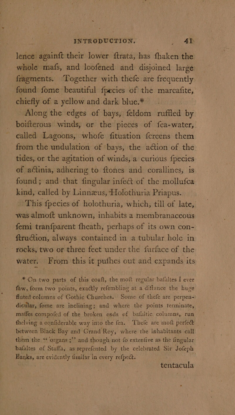 lence again{t their lower ftrata, has fhaken the whole mafs, and loofened and disjoined large fragments. ‘Together with thefe are frequently found fome beautiful fpecies of the marcafite, chiefly of a yellow and dark blue.* Along the edges of bays, feldom muffled by boifterous ‘winds, or the pieces of fea-water, called Lagoons, whofe fituation fereens them from the undulation of bays, the ation of the tides, or the agitation of winds, a curious {pecies of actinia, adhering to ftones and corallines, is found; and that fingular infect of the mollufca kind, called by Linnzus, Holothuria Priapus. ‘This {pecies of holothuria, which, till of late, was almoft unknown, inhabits a membranaceous femi tranfparent fheath, perhaps of its own con- ftruction, always contained in a tubular hole in rocks, two or three feet under the furface of the water. From this it pufhes out and expands its * On two parts of this coaft, the moft regular bafaltes I ever faw, form two points, exactly refembling at a diftance the huge fluted columns of Gothic Churches. Some of thefe are perpen- dicular, fome are inclining; and where the points terminate, maffes compofed of the broken ends of bafaitic columns, run fhelving a confiderable way into the fea. Thefe are moft perfed&amp; | between Black Bay and Grand Roy, where the inhabitants call them the ‘&lt; ‘organs ;’’ and though not fo extenfive as the fingular bafaltes of Staffa, as reprefented by the celebrated Sir Jofeph Banks, are evidently fimilar in every refpect. | | | tentacula