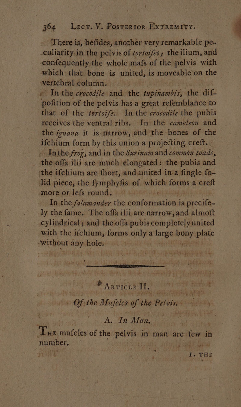 There is, béfides, another very remarkable pe- -culiarity in the pelvis of fortoifes; theilium, and confequently.the whole mafs of the pelvis with which: that bone is united, is movéable on the ~ vertebral column. |. In the crocodile and the ARMOR the dif- ‘WeRtion! of the pelvis has a great refemblance to that of the ortoife. In the crocodile the pubis receives the ventral ribs. In the cameleon and the iguana it 1s: narrow, : and the bones of the ifchium form by this union a projecting creft. Inthe. frog, and in the Surinam and common dar _ the offa ilii are much elongated: the pubis and the ifchium are fhort, and united ina fingle fo- lid piece, the fymphyfis of which 0e a creft ‘more or lefs round. : x s In the falamander the nee is ae cia. ly the fame. The offa ilii are narrow, and almoft cylindrical; and the offa pubis completely united with the ifchium, forms only a FES ds plat ‘without pc hole. | ‘ * rhe : 4 Pub à e 4 : du | \ C2 4 à 1s Re ; ik ae mai TT. œ the Misfeles of the Pel vis. mat) shy Ai In Man, Ht | ue: mufcles of the dés in man are few in number. LL OME MES Ce ma masts is THE