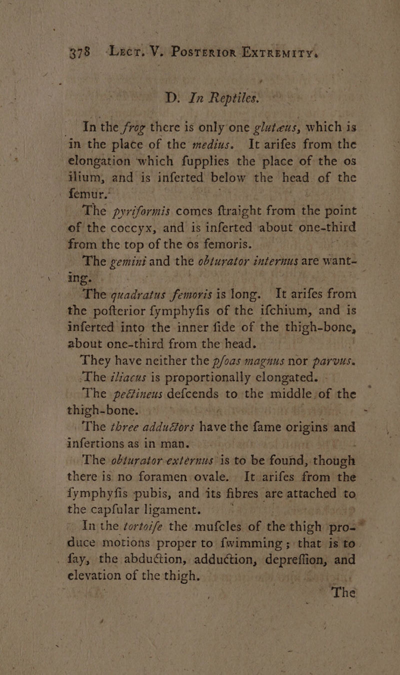 D: In Reptiles. _ In the /rog there is only one gluteus, which is in the place of the medius. It arifes from the elongation ‘which fupplies the place of the os ilium, and is inferted below the Das pled the femur. The pyriformis comes ftraight from ue point of the coccyx, and is inferted about PRES from the top of the os femoris. The gemini and sine obturator internus are want- ing. à The quadratus femoris is long. ‘Tt arifes from the pofterior fymphyfis of the ifchium, and is inferted into the inner fide of the thigh- bone, about one-third from the head. They have neither the p/oas maguus nor parons. The iliacus is proportionally elongated. The peéfineus defcends to the middle, fof the thigh-bone. : £ The zhree addugors have the ive origins an infertions as in man. | The obturator externus is to be found, hones there is no foramen ovale. It arifes from the fymphyfs pubis, and its fibres | are attached to _ the capfular ligament. In the Zortoife the mufcles of the: hich: pro duce motions proper to fwimming ; that is to. _ fay, the abduction, adduction, NON and eioranon of the thigh. | MST | The