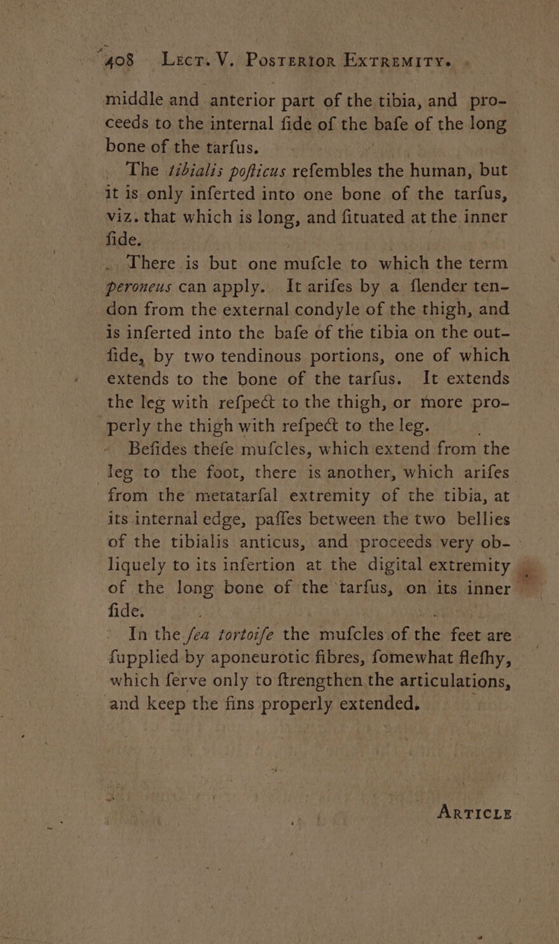 middle and anterior part of the tibia, and pro- ceeds to the internal fide of the pele of the long bone of the tarfus. | The tibialis pofticus refembles the human, but it is only inferted into one bone of the tarfus, viz. that which is long, and fituated at the inner fide. . There is but one ace to which the term _ peroneus can apply. It arifes by a flender ten- don from the external condyle of the thigh, and is inferted into the bafe of the tibia on the out- fide, by two tendinous portions, one of which extends to the bone of the tarfus. It extends the leg with refpect to the thigh, or more pro- perly the thigh with refpec to the leg. Befides thefe mufcles, which extend from the leg to the foot, there is another, which arifes from the metatarfal extremity of the tibia, at its internal edge, paffes between the two bellies of the tibialis anticus, and proceeds very ob- : fide. fupplied by aponeurotic fibres, fomewhat flefhy, which ferve only to ftrengthen the articulations, and keep the fins properly extended, — ARTICLE