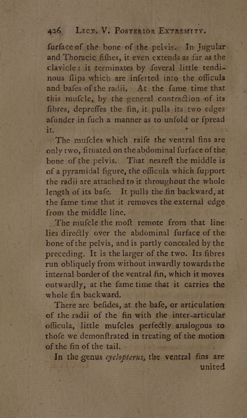 furface of the bone of ithe pelvis. In Jugular and Thoraci¢ fifhes, it even extends as far as the clavicle: it terminates by feveral little tendi- nous flips which are inferted into the officula and bafes of the radii. At the fame time that this mufcle, by the general contraction «of its fibres, depreffes the. fin, it. pulls its two edges afunder in fuch a manner as to unfold or fpread . at. ‘ | The mufcles which raife the ventral fins are only two, fituated on the abdominal furface of the bone of the pelvis. That neareft the middle is of a pyramidal figure, the officula which fupport — the radii are attached to it throughout the whole . length of its bafe. It pulls the fin backward, at the fame time that it removes the external edge from the middle line. - _The mufcle the moft remote from that line lies directly over the abdominal furface of the bone of the pelvis, andis partly concealed by the preceding. It is the larger of the two. Its fibres run obliquely from without inwardly towards the internal border of the ventral fin, which it moves outwardly, at the fame time that it carries the whole fin backward. | There are befides, at the bafe, or Ang tt ne the radii of the fin with the inter-articular officula, little mufcles perfectly. analogous +0 thofe we demonftrated in treating of the motion of the fin. of the tail. | In the § genus polesiichie the. vena fins are Hay united