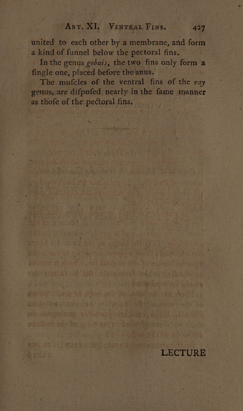 united to: each other by a membrane, and form a kind of funnel below the pectoral fins. In the genus gobuis, the two fins only form a fingle one, placed before the anus. The mufcles of the ventral fins of the ray genus, are difpofed nearly in the fame manner as thofe of the REAR, fins. an *, LECTURE