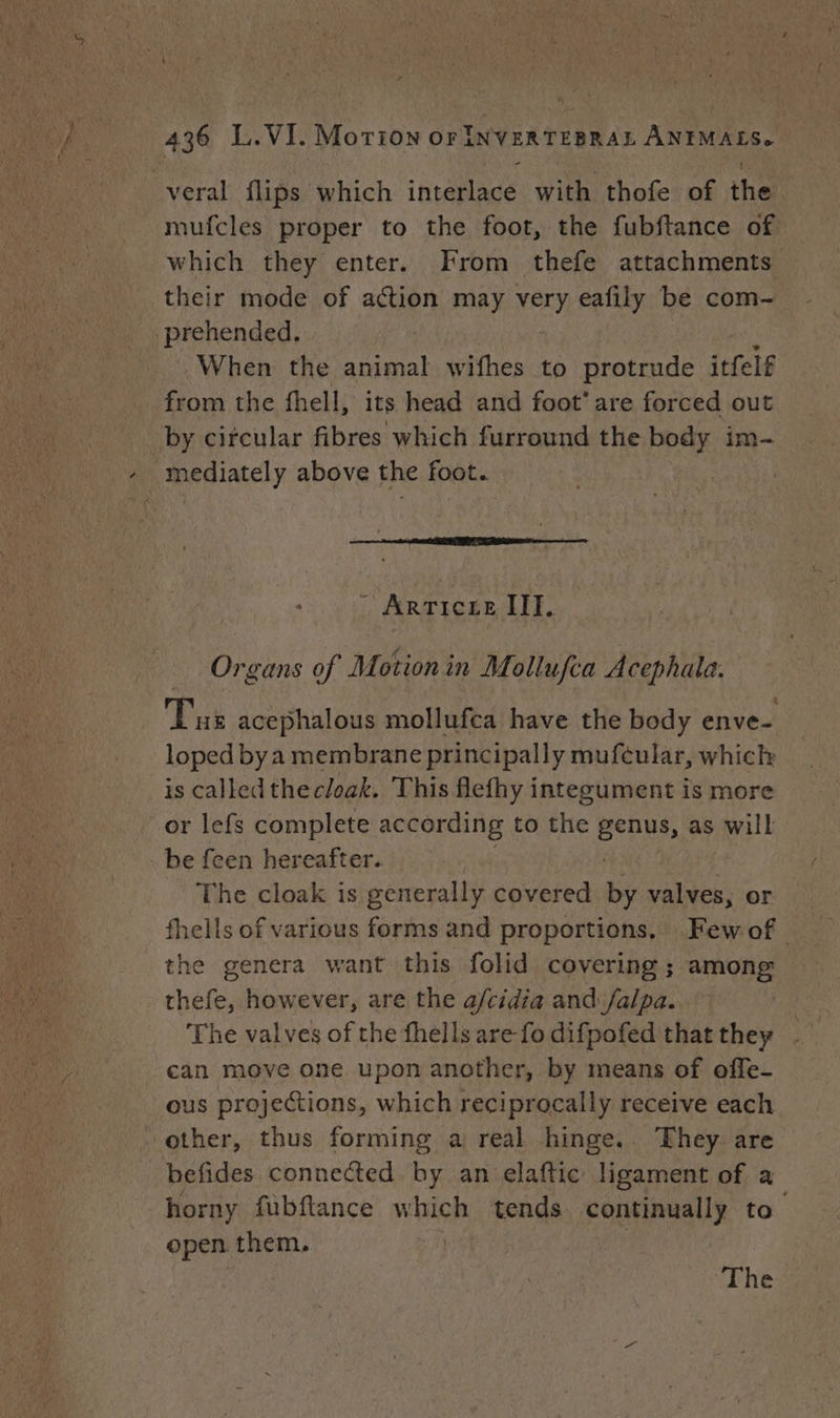 veral {flips which interlace with thofe of the mufcles proper to the foot, the fubftance of which they enter. From thefe attachments their mode of action may very eafily be com- prehended. : When the animal wifhes to protrude itfelf from the fhell, its head and foot’ are forced out by circular Abies Ne furround the body im- . mediately above the foot. - Arrieze III. Organs of Motion in Mollufca Acephata. Tue acephalous mollufca have the body enve- loped bya membrane principally muféular, which is calledthecloak. This flefhy integument is more _or lefs complete according to the penne, as will be feen hereafter. | The cloak is generally covered by valves, or fhells of various forms and proportions, Few of. the genera want this folid covering ; among thefe, however, are the a/cidia and /alpa. The valves of the fhells are fo difpofed that they . can move one upon another, by means of offe- ous projections, which reciprocally receive each other, thus forming a real hinge. ‘They are befides connected i an elaftic ‘ligament of a horny fubftance which tends continually to ; open them. | | The
