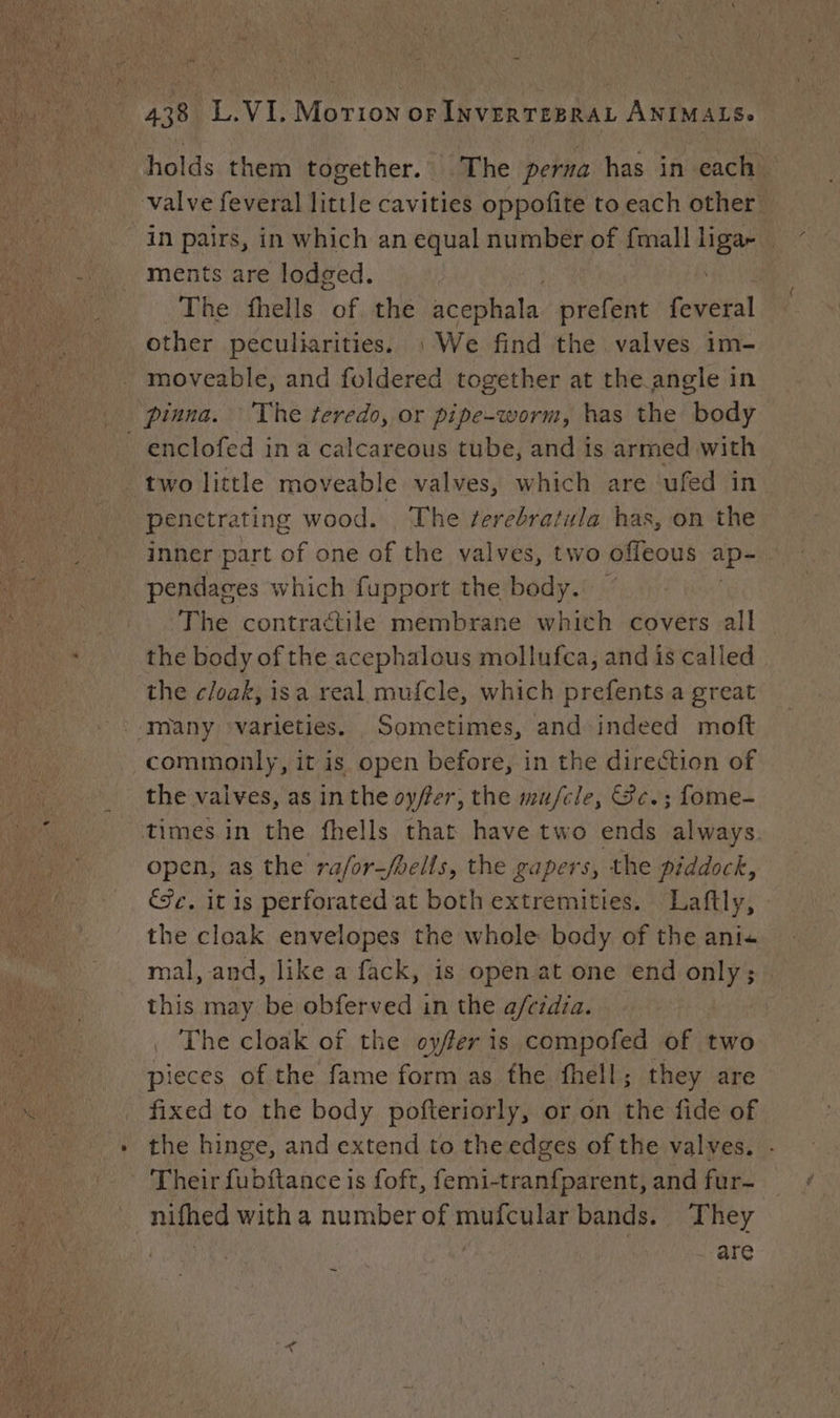 holds them together. The perna has in each. ments are lodged. The fhells of the acephale: prefent feve'tal other peculiarities. 1 We find the valves im- moveable, and foldered together at the angle in enclofed ina calcareous tube, and is armed with two little moveable valves, which are ufed in penetrating wood. The ¢erebratula has, on the inner part of one of the valves, two offeous ap- - pendages which fupport the body. | The contractile membrane which covers all the body of the acephalous mollufca, and is called the cloak, isa real mufcle, which prefents a great the vaives, as in the oyfer, the mu/cle, &amp;c.; fome- open, as the rafor-fhells, the gapers, the piddock, €e, it is perforated at both extremities. Laftly, the cloak envelopes the whole: body of the ani« mal, and, like a fack, is open at one end only; | this may be obferved in the a/cidia. The cloak of the oyfer is compofed of two pieces of the fame form as the fhell; they are fixed to the body pofteriorly, or on the fide of the hinge, and extend to the edges of the valves. - Their fubftance is foft, femi-tran{parent, and fur- are