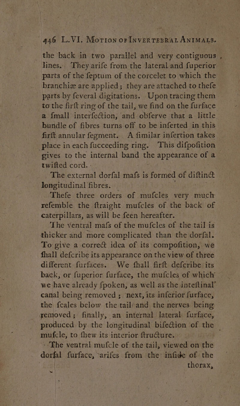 _ the back in two parallel and very contiguous , lines.. They arife from the lateral and fuperior — parts of the feptum of the corcelet to which the branchiæ are applied; they are attached to thefe parts by feveral digitations. Upontracing them to the firft ring of the tail, we find on the furface a fmall interfection, and obferve that a little bundle of fibres turns off to be inferted in this firft annular fegment. A fimilar infertion takes _ place in each fucceeding ring. This difpofition | gives to the internal band the ede oa of a twifted cord. : The external dorfal mafs is formed of diftinct longitudinal fibres. Thefe three orders of mufcles very much refemble the ftraight mufcles of the back of caterpillars, as will be feen hereafter. The Ventral mafs of the mufcles of the tail is thicker and more complicated than the dorfal. To give a correct idea of its compofition, we fhall defcribe its appearance on the view of three — different furfaces. We fhall firft defcribe its back, or fuperior furface, the mufcles of which we have already fpoken, as well as the inteftinal” canal being removed ; next, its inferior furface, the fcales below the tail/and the nerves being — _yemoved; finally, an internal lateral. furface, _ produced by the longitudinal bifection of the — mufcle, to fhew its interior ftructure. :Ehe ventral mufcle of the tail, viewed on the dorfal furface, ~arifes from the: infige of the thorax, ~
