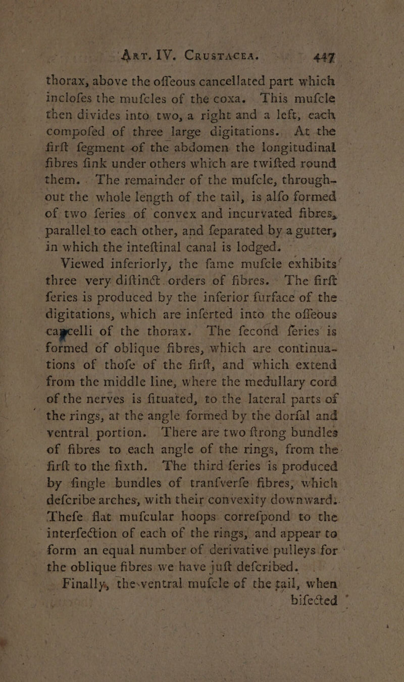thorax, above the offeous cancellated part which inclofes the mufcles of thé coxa. This mufcle then divides into, two, a right and a left, each compofed of three large digitations., At the firft fegment of the abdomen. the longitudinal fibres fink under others which are twifted round them. . The remainder of the mufcle, through. out the whole length of the tail, is alfo formed. of two feries of convex and SUP fibres, | parallel. to each other, and feparated by.a a in which the inteftinal canal is lodged. _. Viewed inferiorly, the fame mufcle exhibits’ three very diftinét orders of fibres. The firft feries is produced by the inferior furface of the- digitations, which are inférted into the offeous cagcelli of the thorax. The fecond féries is . formed of oblique fibres, which are continua- tions of thofe of the firft, and which extend from the middle line, where the medullary cord of the nerves is fituated, to the lateral parts of the rings, at the angle formed by the dorfal and ventral portion. There are two ftrong bundles of fibres to each angle of the rings, from the. by fingle bundles of tranfverfe fibres; which defcribe arches, with their convexity downward:. : Thefe flat mufcular hoops correfpond to the ‘interfection of each of the rings, and appear to . form an equal number of derivative pulleys for : the oblique fibres we have juft defcribed. _ Finally, thesventral mufcle of the tail, when bifected ©