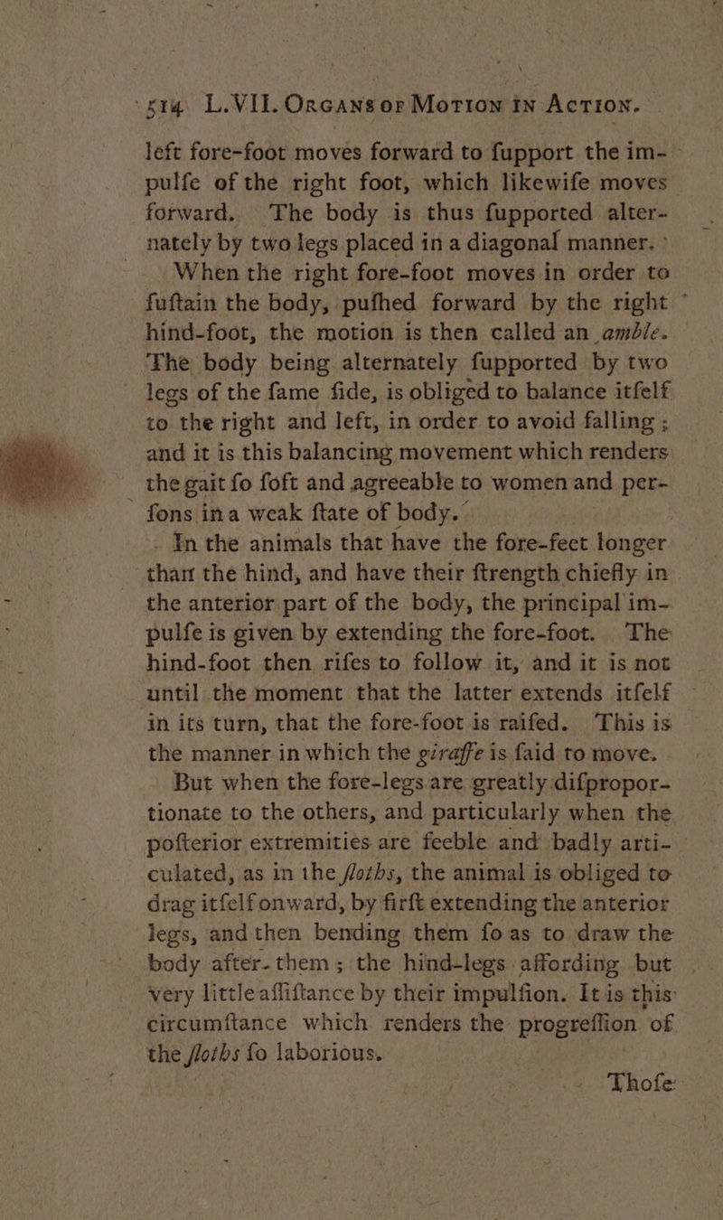 left fore-foot moves forward to fupport the im- pulfe of the right foot, which likewife moves forward. The body is thus fupported say nately by two legs placed ina diagonal manner. When the right fore-foot moves in order to fuftain the body, pufhed forward by the right ° hind-foot, the motion is then called an amble. ‘The body being alternately fupported by two legs of the fame fide, is obliged to balance itfelf to the right and left, in order to avoid falling ; and it is this balancing movement which renders the gait fo foft and agreeable to women and per- fons: ina weak ftate of body.’ . In the animals that have the fore-fect tonger: than the hind, and have their ftrength chiefly in the anterior part of the body, the principal im- pulfe is given by extending the fore-foot. The hind-foot then rifes to follow it, and it isnot | until the moment that the latter extends itfelf — in its turn, that the fore-foot is raifed. This is the manner in which the giraffe is faid to move. But when the fore-legs are greatly :difpropor- tionate to the others, and particularly when the pofterior extremities are feeble and badly arti- culated, as in the /oths, the animal is obliged to drag itfelf onward, by firft extending the anterior legs, and then bending them fo as to draw the body after. them ; the hind-legs affording but , very littleafliftance by their impulfion. Itis this: circumftance which renders the Pise ve ‘of the floths fo laborious. Thofe: