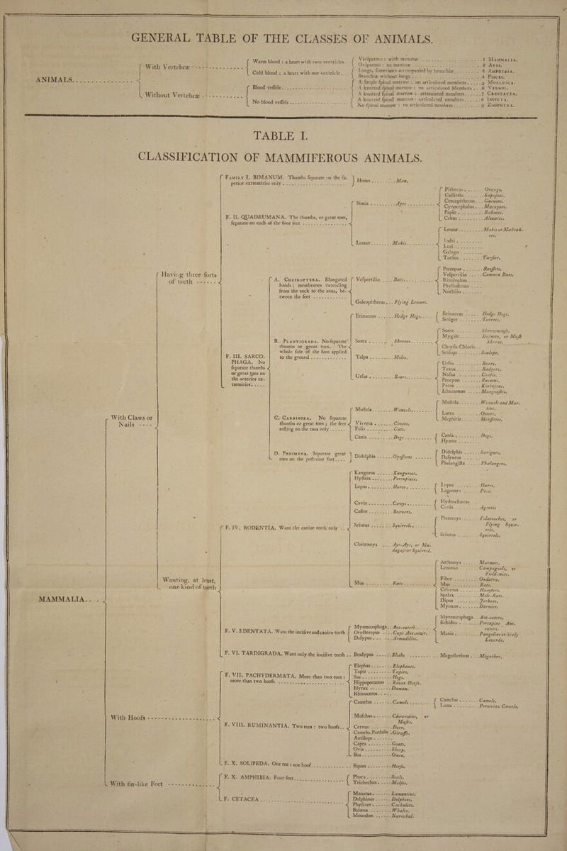 ANIMALS... L Without Vertebræ with two ventricles. a heart with t rh no mammæ à Viviparots : { Warm blood : A Oviparous Cold blood : a heart with one ventricle. Lh as Brañchiæ wichputdungy . if A fimple fpinal marrow : Blood@vetlele RE ie SS | A knotted fpinal marrow : No blood veffels .... No fpinal marrow : PR A TE I AER om a RE AR ee te Yo 7 + . MAMMALIA.. TABLE I. no AOL mobs tes TRE no articulated Members . articulated members..... ‘articulated members... of teeth . [ Famiry I. BIMANUM. Thumbs feparate on the fu- d : Es Homo . .. Man. perior-extremuities only 2 ES LR. ne nn. CSA Aer en APES asi F. I. QUADRUMANA. ‘The thumbs, or ane toes, | ; feparate on each of the four feet ...............,. < | 4 | Lemor Be rei + MM akis... | 6 { { A. Cuerroprera. Elongated ( Vefpertilio..... Bars. à. — hands: membranes extending | from the neck to the anus, be- < tween the feet re ere 1 Mammatta. 2 Aves. 8 AMPHIBIA, Pisces. Mo.tuusca. CRUSTACEA. INSECTA. ) ZooPHYTA. te 5 Pithecusivess aoe Orangs Callitrix .......Sapajous. } Cercopithecus... Guenons. Seg as < Cynocephalus . .. Macaques. Papio . . -.Baboons. Cébus eur 2. Alouates. RS PS TE Ed Makis or Maïcai- | cos. J indnive seers ke ET Line SP | Galago .. L'Tarfos: Shree ..Tarfier. [ Pteropus . . Rouffets. i Vefpertilio se : . Common Bats. cL. Nettiltog = siae Erinaceus ... ( Erinaceus ...... Hedge Hogs... .. Setiper 75.2 RAA Sorex ......... Shrewmou/e. Mygale........De/man, or Mufk B. Prawricrapa. Nofeparate” ! Sorex .. Shrews Shrew. = thumbs or great toes. The <i Chryfo-Chloris . . 3 whole fole of the foot applied Scalops . Scalope. F. INT. SARCO- Det Re CTOU mes Haas se Moles PHAGA. No | Tiron see Bears feparate thumbs < ‘ awh. j 3-535 Badgers or great toes on a | Nafua N'asels tab tes Coatis. he anterior exe L Urfus . tot DOMES EE < Piscyon Leib eee | tremities. .... POLOS a cae es Kinkajous. É Ichneumon ..... Mangouftes. Muftelans2.<. +. Weazels and Mar. Mutter Weasels enya ee iste € ‘e eVsSe With Claws or C: Carnivora. No feparate | Mephitis .. Mouffetes. thumbs or great toes; the feet ¢ Viverra....... Civets. Nails -. £ refting on the toes only ..,... UG a Cats. LOmite ER oi 0008 famteeuae { Sein Cee tee Dags | yena ; © f Didelphis ...... Sari D. Pepimana. Separate great } nm: : P ATIÈNCS ee ere Pofienor fe ef Didelphis ...... Opoffums ...... f Dafyurus ...... | Phalangifta ..... Phalangers. : Kangurus ...... Kanguroos. | Dyin Se Porcupines. : te ne FR Luepns: ss see Hares epus AIG TEST ee Eapenger: 21 re Cave 35455 Cavys. Hydrocheerus . .. lt ete le As St ee ee D TE At tes cere, Pree SUE ap a Sas mets Cavia.........Agoutis Caitor msi Beavers 3 f Pteromys ......Polatouches, or : - Flyi Sguir- | [ F. IV. RODENTIA. Want the canine teeth only .. J PEL AA ENS SS ols al ARR Bre aoe | | Sciurus ... .. Sguirrels. Cheiromys .. Aye-Aye, or Ma- | dagajcar Squirrel, | | | ARCIOMYS. nee oe Marmots. : | LERTROS. cee Campagnols,, ar | | | ; Field-mice. Wanting, at least, L Mus Rats | Me A poner PA Be ag BBP eae pe ee Mie Er RAS ie ee eee s. Lone kind of teeth CITES : =. a5 ss Ham/fters. SpalaR Es Eee Mole- Rats. 1 if x Dipass NS Ferboas. | |. Myoxus .. Dormice. Myrmecophaga . . Ant-eaters. xf Echidna. ...... Porcupine Ant. oe Myrmecophaga. . Avt-eaters...... eaters. F. V. EDENTATA. Want the incifive and canine teeth { md .... Cape Ant-eater. Mais Ta Pangolins or Scaly : afypus. .. ... Armadillos. L Lizards. | L F. VI. TARDIGRADA, Want only the incifive teeth .. Bradypus ....~. nada bn re Beet Megatherium . .. Megather, fs Elephas........ Elephants. Tapis. 0 Tapirs. : ( F. VIT. PACHYDERMATA. More than two toes: |Susa: 5... se. Hogs. more than two hoofs ........ eae ary cee ay ae Hippopotamus’ .. River Horfe. Hy raxsees= -> 2 Daman. | $ | F Camelus ...-+. Camels 6... a NE ER | 4 . yf (ULI WHEELS» Woo. ; 4 Mofchus . ...... Chevrotins, or OCT es 219 ed; eres Z Mujfks. F. VIII. RUMINANTIA. Two toes : two hoofs... < Cereus is eee Deer. Camelo-Pardalis -Giraffe. Antilope. ...-.. Ovis .. 3 San Sheep | Bosnie Oxen F. X. SOLIPEDA. One toe: one hoof............ .. Equus .....-+-¢ ». Horfe. | RE F. X. AMPHIBIA: Four feet.................. Phoca . .....-.. Seals. \ With fin-like Feet ---... CE, FE RE / À Manatus....... Lamantins. LE RABÉTACEA rss Delphinyac st = eae PAF ra are Phyfeter. ...-..Cachalots. | Balend #4 2 Whales. LC Monodon .,.... Narwhal.