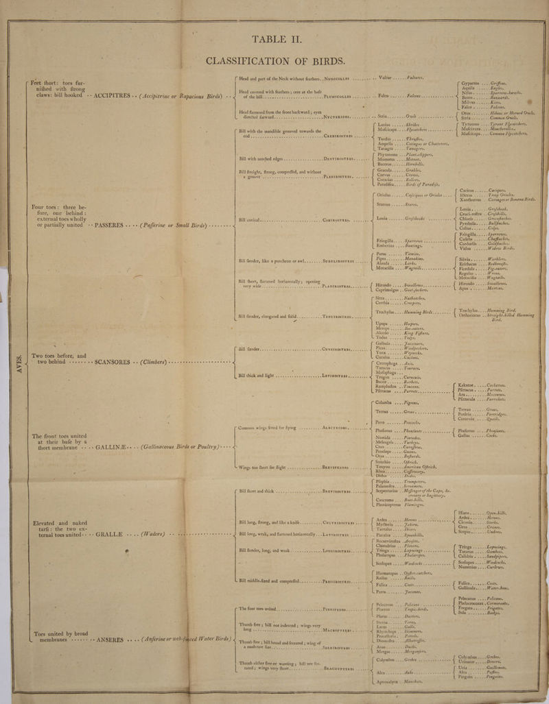 4 _nifhed with ftrong Four toes: three be- fore, one behind : external toes wholl me mt tp TABLE IT. CLASSIFICATION OF BIRDS. * Two toes before, and AVES. at their bafe by a Elevated and naked tarfi: the two ex- ENO EE } | 4 4 . i ~e ({ Head and part of the Neck without feathers.. NUDICOLLES ...,,..: «. Li TRE Vultures. | Gypaetos ....Griffons. AGtILA En Eagles. Head covered with feathers ; cere at the bafe Nas BOY mn Gao, Morel Of the DNS se mote cee ak eee PLUMICOLLES sae ose oe Falconke. #3) HALLE Dr Bag tate Galen, an FRE heart | Milvus ...... Kites. a * Palo actes Falcons. - | Head flattened from the front backward ; eyes ‘ Ours Hibous or Horned Owls, Cr diretted forwardsite. vi oad fe ote acne eNSCTERIDES 20h woes MONTE 42e Ops eras Fan ee wae ANR 88 Creer, ; Landes sde Shrikes Tyfannus ....Tyrant Flycatchers. ( Bill with the mandible grooved towards the nie Mufcicapa....Flycatchers......+.- on Mufcivora....Moucheralles. ged An) TT Et Te à Mufcicapa.. .. Common Flycatchers, RTE RES ÉTABLIE nes A: 2 EUR, . | Ampelis .....Cotingas or Chatterers. CL Tanagra ..... Tanagers. RAS i Phytotoma .. , Plant-clippers. Billuwithinopehed edges... Femme DenriROsTRES 0.20 Momotus ....Motmot. | ‘BUCETOS A. Hornbills. Bill ftraight, ftrong, compreffed, and without CNE “Bae eels bbe À Mio D RAPT ICE TOS: RES lal ae A GO ON ais aes hen | Ee ASOLAGIASS, echo! à Rollers. / Paradifea..... Birds of Paradife. Cacieus rer Caciques. Oro sen Cafciques or Orioles .... éterus spe Troop Orioles. ‘ Xanthornus .. Carouges or Bonana Birds. Stifnus 04 2e Stares. ; | Poxian corer Et Grofsbeak. | F Cruci-roftra . .Crofsbills. Bill conical....... TAROT EVE AR CONIROSTRES. ..... .. 4 Loxia....... Grofibeaks ..,....... Chloris ...... Greenfinches. Pyrrhula. ....Bullfinches. Cols... Colys. Fringilla..... Sparrows. Fringilla.....Sparrows ........ ES Celebs ie Chafinches, È hs ment destere Carduelis Kane - Goldfinches. : Vidur 22020 Widow Birds. Pants encre Titmice. : : Pipra rss Manakins. Silvia Warblers. Bill flender, like a puncheon or awl........ SURUUIE OIE ES AE Alauda Je rae | Eivihitus 1. Rd NOTA A 1a Get atts ners cle ie Ficedula . .... Fig-eaters. Regulus ..... Wrens. Motacilla ....Wagtails. Bill fhort, flattened ones opening : ti ze ss S$ ere MOTYVLWAGE Sos. <ibestn esses, ore wide castor: PLANIROSTRES........ { Hirundo ..... Swallows............ PERS sr | Caprimulgus . . Goat-fuckers. Apus « ...... Martins. Shida Se Nuthatches. | Certhia ner Creepers. | Trochylus....Hamming Birds. .…..... Trochylus.... Humming Bird. L Bill flender, elongated and folid........... TENUIROSTRES. ...... J : Orthorincus . MA ira AE <= . ge ird. Upupas\2 252. Hoopoes. À ; Merops 2e Bee-eaters. Alcedo .. King Fifhers. LE Tédus ee Todys. Galbula >. Jacamars. HA endeR Tao rics leans PE ee RAA I CUNEIROSTRES,..,.... Picus........ Woodpeckers. UNE Wrynecks. Cucolus..s <2 2, Cuckoos. | Crotophaga .. Anis. | #Turacus 2e Touraco. | F à 4 : Mufoph ) BillPthickrandcligh ts. cates ee dencre eee LEVIROMTEIS. 2. ei Biogen ». Curucuis. ' UGCOR Jacke oh Barbets, Ramphattos ..Toucans, Kakatoe. ....Cockatoos. ; Pittachs <9, ,. PartiN «chs ca bere Pfittacus . .... Parrots. . Ara en. .s+.«-Maccaws. out P; Pfittacula ..,.Parrakets, | umba ,,..Pigeons, : ‘ Tettrao re Grous. Tetrao RCA NME LATE este { Die re Partridges. fe Coturnix ....Qzxarls. ‘ dias A | PAN Og chia oes Peacocks. : üs fitted for fying .......... LECTRIDES\ cine (Common wings Atted for fying se 4 Phafianus .... Phezfants :. Phafianus .…. .. Pheafants. Numida .....Pintados. Go 82 ee * Meleagris .. ..Turkeys. Crax.......:Czuraffow. Penelope ..... Guans. OR Buftards. Struthio ..... Oftrich. d Wings too fhort for flight ............... Brevirennes ....,... J Touyou ..... American Oftrich. Riedie act Caffowary. Dites. Dedos. '&amp; Pfophia Save joues Trumpeters. Palamedea.. .. Screamers. {Bill Short and thick os spn rah on rein BREVIROSTRES.....-.. -2 Serpentarius .. Mefèngerofthe Cape, Se- 0 cretary or Sagittary. Cancroma ....Boat-bills. Phenicopterus Æ/amingos. FANS «tte Open-bills. Ardea 5. 5% Herons. : Bill long, ftrong, and like a knife.......... CULTRIROSTRES ...... { Vi — stew ee 774 Ciconia...... Storks. ‘Tantalus. ts Lbises. un Way TE Me BAIN REC 4 Bill long, weak, and flattened horizontally... LATIROSTRES ........ .. Platalea ..... Spoonbills, ete ra ag BX f Recurviroftra . Avo/ets. : Charadrius ... Plovers. Tringa ...... Lapwin Bill flender, long, and weak .............. Lonerrostres.....-¢. J Tringa ....,.Lapwings......... .… { rss Re at ; Phalaropus . .. Phalaropes. Calidris . ....Sandpipers. : “ Scolopax ..... Woodcocks ...... ...... J Scolopax... ..Woodcocks. Haematopus . Railos=: 530 re Rails. Bill middle.fized and compreffed.2 0,70 PRESSIROSTRES.....:.. : oe one Fuli Cc ‘ MuLiGA’ ET clei. (OLS iA hea meer uhca...,...Coors. ‘ Gallinula.....Water-bens. Parra........ facanas. Pelecanus .... Pelicans. Pelecanus .... Pelicans : ........... Phelacrocorax . Cormorants. ( The fourttoestinited Le cas aco M on tine PINNIPEDES. ..,:... <5 Phæton ...... Tropic-birds. Fregata...... Frigates. LE eee eae Boobys. Plotuss en: Darters. SALA UTI Non ras Terns. Thumb free ; bill pak indented ; wings very : [ Leds Je eue RONG VE Re lu aide cyrus fet oe . MACROPTERES...-- ++ Rhynchops . .. Stimmers. ; ; Procellaria. ..Petrels. Thumb free ; bill broad and ferrated ; wing of L Diomedea .. . . Abatroffes. x Werous:s cients Merganfers. fe ae. Colymbus ....Grebes. Colymbus ... Grebes HOME ON A ; Thumb either free or wanting ; bill not fer- [ re SEE nr Urinator .....Divers. { rated ; wings very fhort............... BRACHYPTERES ....-- | 10} s EU Guillemots. ; < AIT RE iar Res Scns 38 POCA ae eae Puffins. Pinguin ..... Penguins, LA Numenius ..