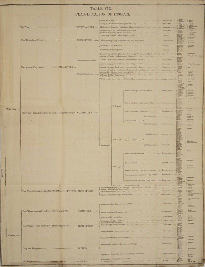 \ « ; (M CLASSIFICATION OF INSECTS = LI : : > Phyfodes «+ ~ ; (Several: pain CEE TR es «dete D. ote eins ea screech rassrser tee thes ves POLYGHATHA «<2... 9 Onl - = Woed-lice. ; Cymothoa + - Sea-lice. . = - A Two jaws; feet to each annular fegment of the body.........,............ her ME PEN. 0 tee per f . : ; { a : se = - Scorpions. £ Ek ( No Wings.-.........................esvesseseeetereee GNATHAPTERA ::< Head united to the corcelet; eight feet ; abdomen without feet........ Fire Rees a's A RAE a ES 0 D ES Hydrachna - - Water-spiders: Head diftin®; fix feet ; abdomen terminated by fetæ..........,............. je dat > SETICAUDA. (etsy setae eres +. 2 Springtails. Head diftinét ; fix feet ; abdomen without hairs................. et re REE D CUP CP LEO Ricinus - - Liceofmanÿ birds. ao 4 x / : i ree Libellula - - Dragon-flies. i : Lip covering the mouth ; wings extended in repofe ...... Neo ne one ODONATA ...... scie SE: 4 = = £ - Termes - - Ticking Infects. F A 1 Wi pue = < Herr p > ~ } Neue He ene, ale ee ee eke ses on 5 9 ee + ee « + NI * a: . : . Sem 5 ~ 4 our Reticulated Wings . 4 et . è NEUROPTERA «+++ 2 Mouth projecting ; wings lying on the body when the-infeét refts .:................... TECTIPENNATA,.... Myrineleon = Lion-ants. | J = = Afcalaphus - = Panorpa - Scorpion Mites, Raphidia - q aT = Phryganea - Cadow Plies. 2 Mouth very {majiis# no mandiblésy Tee. oes EST Der See este Me AGRATHAS ar ea cote men à Det à a - - Bees. . . . ucera - { Lip prolonged, forming a probofcis............ Na Lea non so ONE se dee, MELLE er Re x ‘ Re = = Andræna - 2 Hylæus = - | Superior wings folded throughout their whole length; Antenne enlarged at the extremity .. DuPLIPENNATA ... von 2 Comma Piaf |. Antenne as if broken ; abdomen concave inferiorly.,............ PAR Tee TEE ere seater cers ceee os MEbryfis - Golden Flies, or Gilded Wafps, : j . Philanthus - ne ‘ : A filif folded }, abéo Jeclip th A Crabe J 5 ntennz filiform; wings not folded ; abdomen round; lip thort...............++++..., ANTHOPHILIA,...., + Crabro = { With a pedunculated abdomen. . 4 À 8 : dis à Mellinus z Bembex - i 5 A ne é a = Larra Ss à 5 \ , Antenne fetaceous, twelve or thirteen joints, rolling into a fpire.........,............ FOSSATORA ........ $ sphex - Savages, or Solitary Wafps. = ‘ : + ; : . Doryl = Four venous Wings Aout lite: Mal YEN OPTEREX. -< r Antenne fetaceous, and as if broken; abdomen round; afting.................. ds Sead MYR MERCED caren Formica er utilia - : | Antenne as if broken, with thirty articulations; terebra projeéting................... INSECTIRODA ....,., 5 Evanla = ; : : Iclineumon - Ichnewmons. ; À L Antennæ either filiform or clavate ; terebra (pral beter ita rece RE CRE RO iri es ET Lo - Gal Flies, : With a feflile abdomen....... J Palpi fcarce perceptible ; terebra very projecting... 2... RE ag Res aha oS eens esse tree ee à Urocerus = Tailed Wafps. . - Palpi very apparent ; terebra ferrated .......... boos oad rater EE Sd inc le D ote tenn) reseed TO te te ee +. Tenthredo - Saw Flies. . zi 2 - Dytiscus - Water eae | - . . age = Gyrinus - Water Fleas. * . f With fix palpi.,...............Antennæ filiform or fetaceous....... whe Ver De are CARNIVORA.......: ¢ Cérabus — Ground Beetles. cm carites - Cicindela - Sparblers. i : Elaphrus - © Lucani. oe. 5 Lucanus - Stag Beetles, | = Platycerus - Elk Beetles. L x Paffalus - 4 Synodendron - i . ; Scarabet. ; Geotrupes i : 3 ({ ‘Antennz club-fhaped ; the end lamellated ., ......... LAMELLICORNEA ... copie - Dung Beetles. b> nodius = : Deus - Bull-combers. | | Melolontha - May Bretless * Cetonia - | Trichius - Hairy Beetles. 4 Trox = 2 = Nicrophorus - Interrers, or Corpfe Carriers. r ; ‘ | Silpha - Proteélors. | Nitidula - ~ Planers - i FC . Hydrophilus - Divers. Z Antennæ club-fhaped and perfoliate or folid.......... CLAVICORNEA. Spheeridium = ae Scaphidium ot = 4 à Hifter = Tarfi 55 555. < ; . Lethrus - = À | é , Byrrhus = $ Anthrenus f W ith J aws 3 x Dermettes - Flea Beetles. ied 5 Staphylinus - Rove Beetles. Antenne moniliform ; elytra fhort ................ BRACHELYTRA.... = : O: 1 ç 2 j Four Wines the superior hard, the Hs folded transversely - - COLEOPTERA SES Le ru SE E Anobium - Piercers. 2 Ptilinus. - With hard elytra...... LIGNATORA.. Ptinus > Death Watches. [ ; Elater. - Skippers. = | | À Buprek - he = upreitis - Cow-burners. F Se L Antenne filiform........ < Essar Gioia - Lycus ‘Telephorus M: mechios Lymexylon Tillus x, Drillus L With foft elytra..:... APALYTRA.., Eurychora Opatrum Serropalpus Diaperis Hipephizeus Mordella Meloe Lytta Mylabris Cerocoma Notoxus Pyrochroa Lagria Ciftela OEdemera Curculio Attelabus Brentus Anthribus Brachycerus | Rhinomacer Bruchus Tarfi, 5,5,4. .. Antennæ variable ..,.... < . | : ee Si + With four us L With foft elytra VESICATORIA «e+ «+a. f Antenne fixed on the roftrum ......:...seee.eee ROSTRICORNEA .... ‘Tenebrio Helops Blaps Scaurus Sepidium 4 | Erodius With hard elytra...... LuctruGa .......,. 4 Pimelia Prionus Lamia Cerambix. Saperda Antenne fetaceous ............... vee eee ee ee oes LAGNIVORA see s. = Rhagium Leptura Donacia Necydalis Tarfi 4, 4,4. < Boftrichus ; £ = : : Clerus rp Antennz club-fhaped ; body often cylindrical. 0... MERETIEORMA <0 sre Date Colydium Lyctus Trogoffita Antennæ granular, enlarged at the end ; body flat..... PLANIFORMA.. ..... 1ps Mycetophagus | INSECTA. Chryfomela Galeruca Altica Crioceris Luperus LS L Tarfi, 3, 8, 3....Antennæ club-fhaped .................. are ee Ene eA Wings folding longitudinally and erantvertely à ; anus terminated oe a ses SRE: OUT RU Body flat ; head infleéted under the corcelet............. ; a RS RES © Beg HN Four Wings, the superior hard, the inferior ied longitadinally. ORTHOPTERA ---- 2 Corcelet much elongated........ HR Bah A LORS SES ET Man a Locufta Acheta (eee feet fitted for leaping ; body cylindrical.......................... Nae ee Tak PORTAL koe ee ee Tr us \ Truxalis ' ie : L Mr Re ; L Antenne filiform or moniliform ; body convex ....... HERBIVORA........ Hydrometra can = Cimex a SL æus ; Gene { Roftrum arifing from the anterior part ofthe headin... ESS AS RS ent Veussese FRONTIROSTRA .- Re Naucoris Sigara - | Ranatra None Nepa { Four Wings frequently croffed ; roftrum articulated --.-.-». HEMIPTERA™...... Fulgora Tettigonia Cicada Membracis ee Roftrum appearing to rife from the NECK ae feces state seen a Seria Der LIN APRES reps sess COLLIROSTRA vee ARE PC ec sevuse.. PLANIPENNATA:.. 6. bre | Chermes Coccus De CE Le ES OT OT DO ER eee he wee see ste gere ser © Papilio | Wings not crofled; extended .........:..-.: SE apie Antennæ terminated by a folid MAIS. ee à Antennz bent at their extremity.. Peete cine a Tor Sphinx r MOR ee Fea ees LA Ne Re RATE rorctee Fustconwea -....., À Seta Antennæ enlarged towar sa ee ee ee te ee ore er eters cesse ss es eee, © Hrfperis ‘Four Wings covered with fcalés ; probofcis fpiral:-+-++-+-++» LEPIDOPTERA ....4 a |. Coffus Hepialus S Noëlua L Antennze fefactous.. ne a... cssuseseenesevessesnsse se sain ere Sels ses: SETICORNEA.. +: n= Phare Pyralis “ inea L< à Allucita Without Jaws. : f “ Pterophorus 2 Tipula or form: a probofcis..,.......... Re PSP Pr ste ee © HYDROMIA seu 221 Ÿ Cetatopiatus (Antenne filiform or penniform ; a p Scataptus = Syrphus : R i » i VA LT Mate Chia SNS ET « SARCOSTOMA + ., «++ 1 Probofcis flefhy, retraétile, and terminated by two lips .. Cerla Anthrax Bibio ‘ail 2 “2 Ka Vases ee Seererass se DIPTERA sense J ons 1 . Empis Bombilius Myopa . SCLEROSTOMA ,..:.: 2 Conops | Antenne very ‘hort ; fucker horney and projecting ; no probofcis.....,.,.....4@.., Stomoxi ius a J * * s Culex 4 : Hippobofca Antenne fhort; neither facker nor probofcis. ........,........:..........,,4i... sesesessssessns Ocftrus Pulex A Ae Ar er rac teh er Cot Ce I TE YS és Fcdicuine oe No Wings. ++ s+ ssc2p sect: ss . See saisons À NÉ AE ne octo «ell 4. Re NPR: Woodfilers. Al Teh oul dein | Darklings. Cr Mad YC Pao Py Cady rt Niblers. - Bloffom Eaters. - Biifiering Cantharides. Law a MCNEC Meevils. 160441 e 2 El Wood Beetles, DT Sateen lee Ua Carrion Eaters. M — Tortoife Bestles. - Earth Fleas. 3 Spincws Beetles. - Ladybirds. - Earwigs. = Cockroaches. — Soothfayers. - Spedres. - Locufis. - Field, Mole, and Houfe Crickets. - Some Crickets. - Grafshoppers. ~ Houfe Bug, and fome others. - Bugs. > Frochoppers. Water Scorpions. Lt V8 ees Boat Flies, - Fire Flies. - Small Grafshoppers. - Plant Lice. - Gall Infects. - Cochineal Infects. - Butterflies. - Hawk Moths. CO Ye EL DCE FORT Crane Flies. Common Flies. Armed Flies. CRC 2 ple ea Great Horfe Flies Humble Bees. Hornet Flies. Gnats. ” Horfe Flies. Gad Flies. . Fleas. Lice. Ticks and Mites. a 0 we