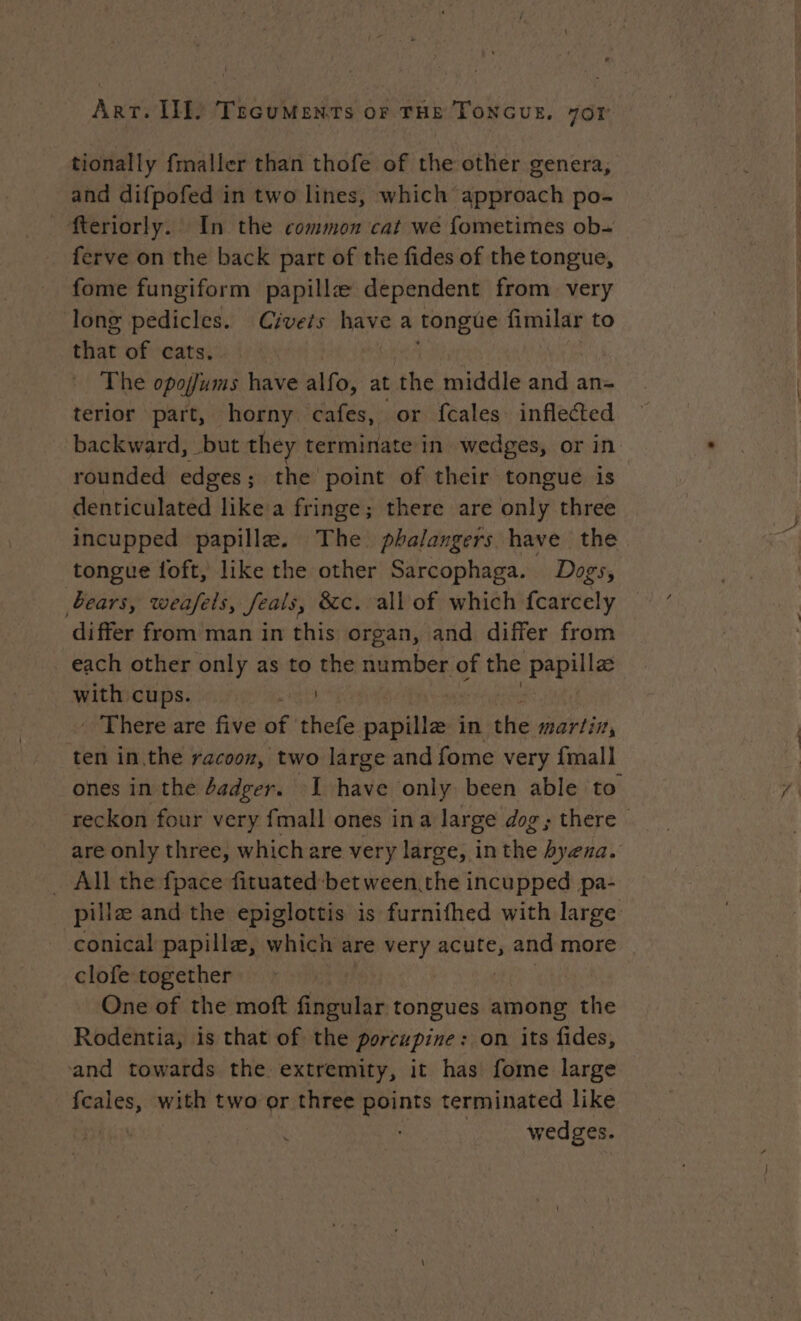 tionally fmaller than thofe of the other genera, and difpofed in two lines, which approach po- _ fteriorly. In the common cat we fometimes ob-+ ferve on the back part of the fides of the tongue, fome fungiform papillæ dependent from very long pedicles. Civets bes a tongue fimilar to that of cats. : The op have alfo, at the middle a an- terior part, horny cafes, or fcales inflected backward, but they terminate in wedges, or in rounded edges; the point of their tongue is denticulated like a fringe; there are only three incupped papillae. The phalangers have the tongue foft, like the other Sarcophaga. Dogs, bears, weafels, Seals, &amp;c. all of which {carcely differ from man in this organ, and differ from each other only as to the number of the bepillee with cups. ats we _ There are five of thefe pabiied inithe martin, ten in.the racooz, two large and fome very {mall ones in the dadger. I have only been able to ‘reckon four very {mall ones ina large dog; there are only three, which are very est in the hyena. _ All the {pace fituated bet ween.the incupped pa- pillæ and the epiglottis is furnifhed with large conical papilla, which are very acute, and more | _clofe together One of the moft fingular tongues among the Rodentia, is that of the porcupine: on its fides, and towards the extremity, it has fome large ce with two or three points terminated like a | wedges.