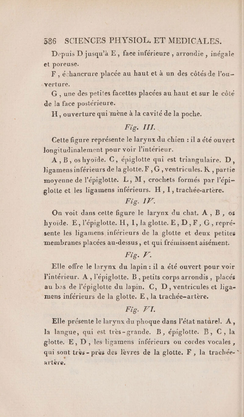 Depuis D jusqu’à E, face inférieure , arrondie , inégale et poreuse. F , échancrure placée au haut et à un des côtés de l’ou- -verture. G , une des petites facettes placées au haut et sur le côté de la face postérieure. H, ouverture qui mène à la cavité de la poche. Fig. IIT. Cette figure représente le larynx du chien : il a été ouvert longitudinalement pour voir l’intérieur. A ,B,oshyoïde. C, épiglotte qui est triangulaire. D, ligamens inférieurs de laglotte.F ,G ,ventricules. K , partie moyenne de l’épiglotte. L, M, crochets formés par l’épi- glotte et les ligamens inférieurs. H , I, trachée-artere. Fig. 17. On voit dans cette figure le larynx du chat. A, B, os hyoïde. E, l’épiglotte. H, I, la glotte. E, D,F, G , repré: sente les ligamens inférieurs de la glotte et deux petites membranes placées au-dessus, et qui frémissent aisément. Fig. F. Elle offre le larynx du lapin: il a été ouvert pour voir l'intérieur. À , l’épiglotte. B, petits corps arrondis , placés au bas de l’épiglotte du lapin. C, D, ventricules et liga- mens inférieurs de la glotite. E, la trachée-artère, Fig. WT. Elle présente le larynx du phoque dans l’état naturel. À, la langue, qui est tres-grande. B, épiglotte. B, C, la glotte. E, D, les ligamens inféricurs ou cordes vocales, qui sont très - pres des lèvres de la glotte. F , la trachée-*- artere.