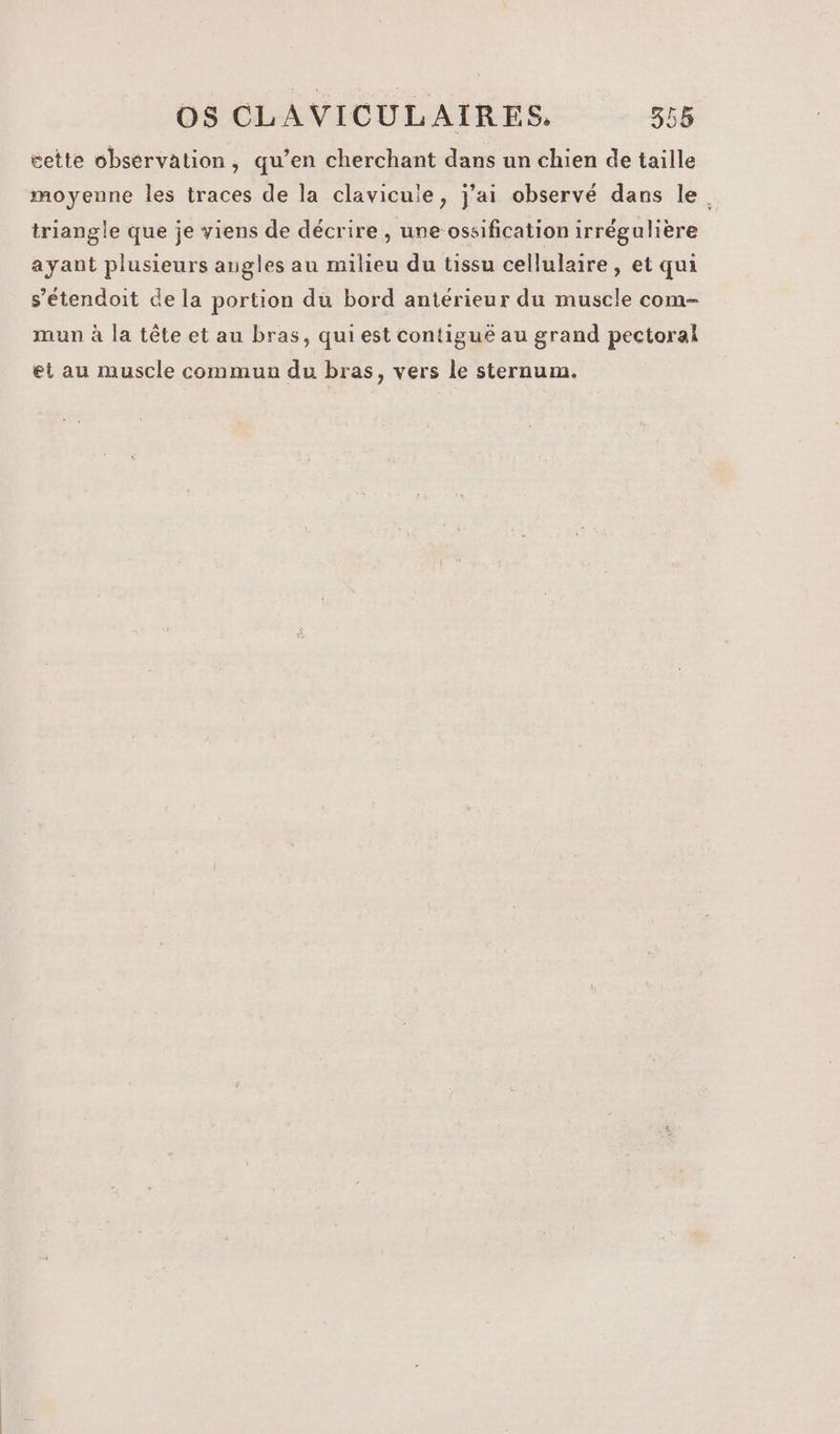 cette observation, qu’en cherchant dans un chien de taille moyenne les traces de la clavicule, j'ai observé dans le. triangle que je viens de décrire , une-ossification irrégulière ayant plusieurs angles au milieu du tissu cellulaire, et qui s’étendoit de la portion du bord antérieur du muscle com- mun à la tête et au bras, qui est contigué au grand pectoral et au muscle commun du bras, vers le sternum.