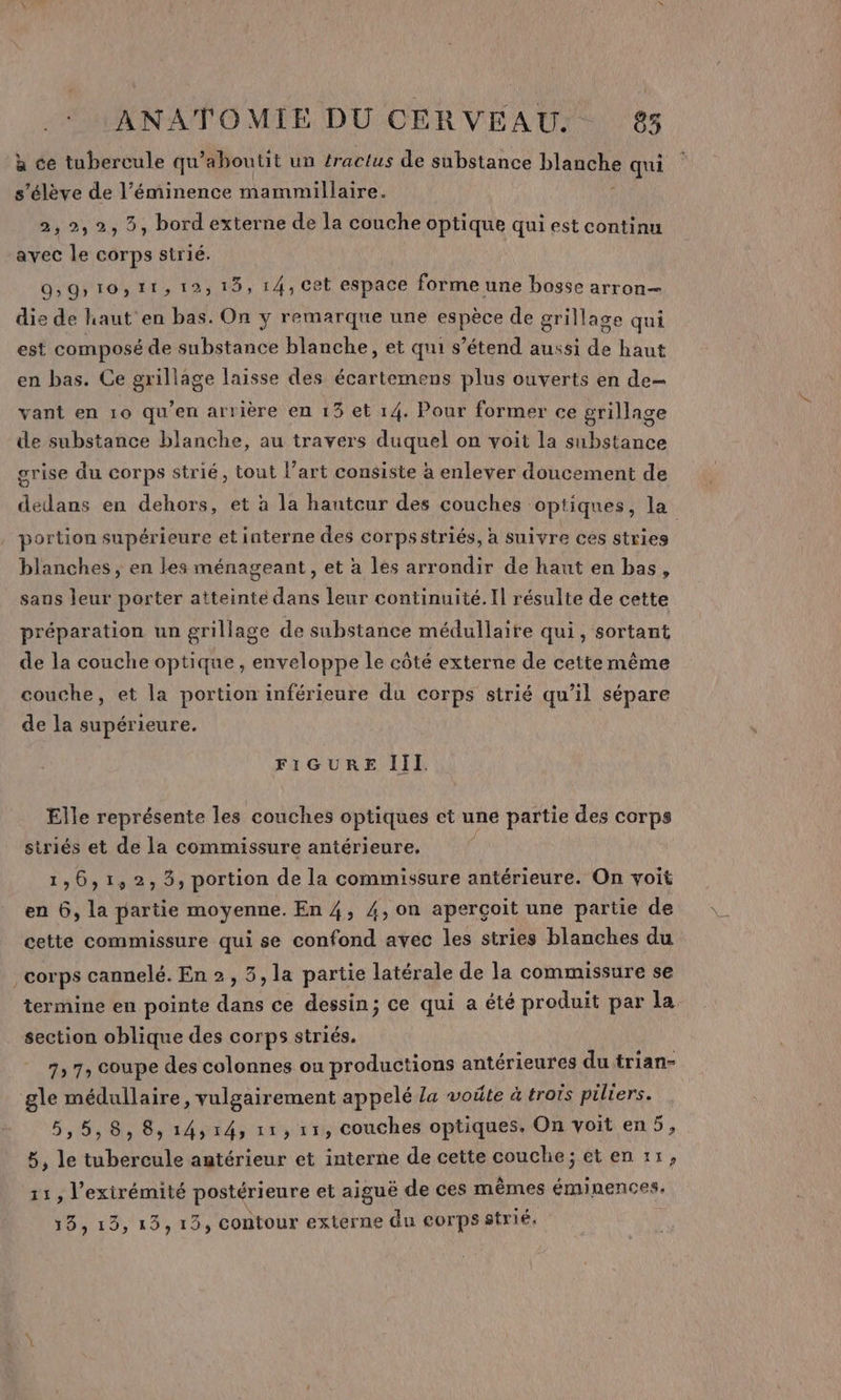 à ce tubercule qu’aboutit un tractus de substance blanche qui s'élève de l’éminence mammillaire. 2, 2,2, 5, bord externe de la couche optique qui est continu avec le corps strié. 9»91011,12, 15, 14, Cet espace forme une bosse arron— die de haut en bas. On y remarque une espèce de grillage qui est composé de substance blanche, et qui s’étend aussi de haut en bas. Ce grillage laisse des écartemens plus ouverts en de- vant en 10 qu’en arrière en 13 et 14. Pour former ce grillage de substance blanche, au travers duquel on voit la substance grise du corps strié, tout l’art consiste à enlever doucement de dedans en dehors, et à la hantcur des couches optiques, la portion supérieure et interne des corpsstriés, à suivre ces stries blanches, en les ménageant, et à les arrondir de haut en bas, saus leur porter atteinte dans leur continuité. Il résulte de cette préparation un grillage de substance médullaite qui, sortant de la couche optique, enveloppe le côté externe de cette même couche, et la portion inférieure du corps strié qu’il sépare de la supérieure. FIGURE III. Elle représente les couches optiques et une partie des corps siriés et de la commissure antérieure, 1,6,1,2, 3, portion de la commissure antérieure. On voit en 6, la partie moyenne. En 4, 4, on aperçoit une partie de cette commissure qui se confond avec les stries blanches du corps cannelé. En 2, 3, la partie latérale de la commissure se termine en pointe dans ce dessin; ce qui a été produit par la section oblique des corps striés. 7 7, Coupe des colonnes ou productions antérieures du trian- gle médullaire, vulgairement appelé La voûte à trois piliers. 5,5,8,8,14,14, 11,11, couches optiques. On voit en5, 5, le tubercule antérieur et interne de cette couche; éten 11, 11, l’exirémité postérieure et aiguë de ces mêmes éminences, 19, 19, 19,793 contour externe du eorps strié.