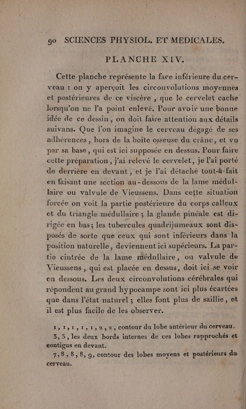 PLANCHE XIV. Cette planche représente la face inférieure du cer- veau : on y aperçoit les circonvolutions moyennes et postérieures de ce viscère , que le cervelet cache lorsqu'on ne la point enlevé. Pour avoir une bonne idée de ce dessin, on doit faire attention aux détails suivans. Que l’on imagine le cerveau dégagé de ses adhérences, hors de la boîte osseuse du crâne, et vu par sa base, qui est ici supposée en dessus. Pour faire cette préparalion, j'ai relevé le cervelet, je lai porté de derrière en devant, et je l’ai détaché tout-à-fait en faisant une section au-dessous de la lame médul- laire ou valvule de Vieussens. Dans cejte situation forcée on voit la partie postérieure du corps calleux et du triangle médullaire ; la glande pinéale est di- rigée en bas; les tubercules quadrijumeaux sont dis- posés de sorte que ceux qui sont inférieurs dans la position naturelle, deviennent ici supérieurs. La par- üie cintrée de la lame médallaire, ou valvule de Vieussens , qui est placée en dessus, doit ici.se voir en dessous. Les deux circonvolutions cérébrales qui répondent au grand hypocampe sont ici plus écartées que dans l’état naturel ; elles font plus de saillie, et il est plus facile de les observer. 1,151,1,12,2, contour du lobe antérieur du cerveau. 3,5,les deux bords internes de ces lobes rapprochés et eontigus en devant. | 788,8, 9, contour des lobes moyens et postérieurs du cerveau.