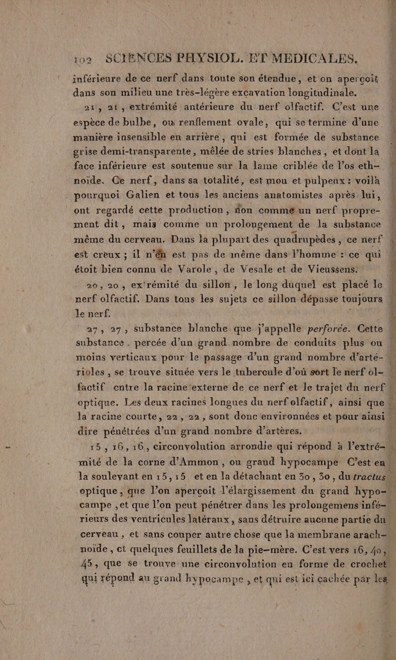 inférieure de ce nerf dans toute son étendue, et on aperçoit dans son milieu une très-lésère excavation longitudinale. 21, 21, extrémité antérieure du nerf olfactif. C’est une espèce de bulbe, où renflement ovale, qui se termine d’une manière insensible en arrière, qui est formée de substance grise demi-transparente, mêlée de stries blanches , et dont la face inférieure est soutenue sur la lame criblée de l'os eth- noiïde. Ce nerf, dans sa totalité, est mou et pulpeux : voila ont regardé cette production, fon commé un nerf propre- ment dit, mais comme un prolongement de la substance même du cerveau. Dans la plupart des quadrupèdes , ce nerf est creux ; il n’éh est pas de inême dans l’homme : ce qui étoit bien connu de Varole, de Vesale et de Vieussens. 20, 20, ex'rémité du sillon, le long duquel est placé le le nerf. 27, 27, Substance blanche que j'appelle perforce. Cette substance . percée d’un grand nombre de conduits plus ou rioles , se trouve située vers le tubercule d’où sort le nerf ol- la racine courte, 22, 22, sont donc environnées et pour aiusi dire pénétrées d’un grand nombre d’artères. 15,16,:0, circonvolution arrondie qui répond à l’extré- la soulevant en 15,15 et en la détachant en 30, 30, durractus cerveau, et sans couper autre chose que la membrane arach- qui répond au grand hypocampe , et qui est ici cachée par les