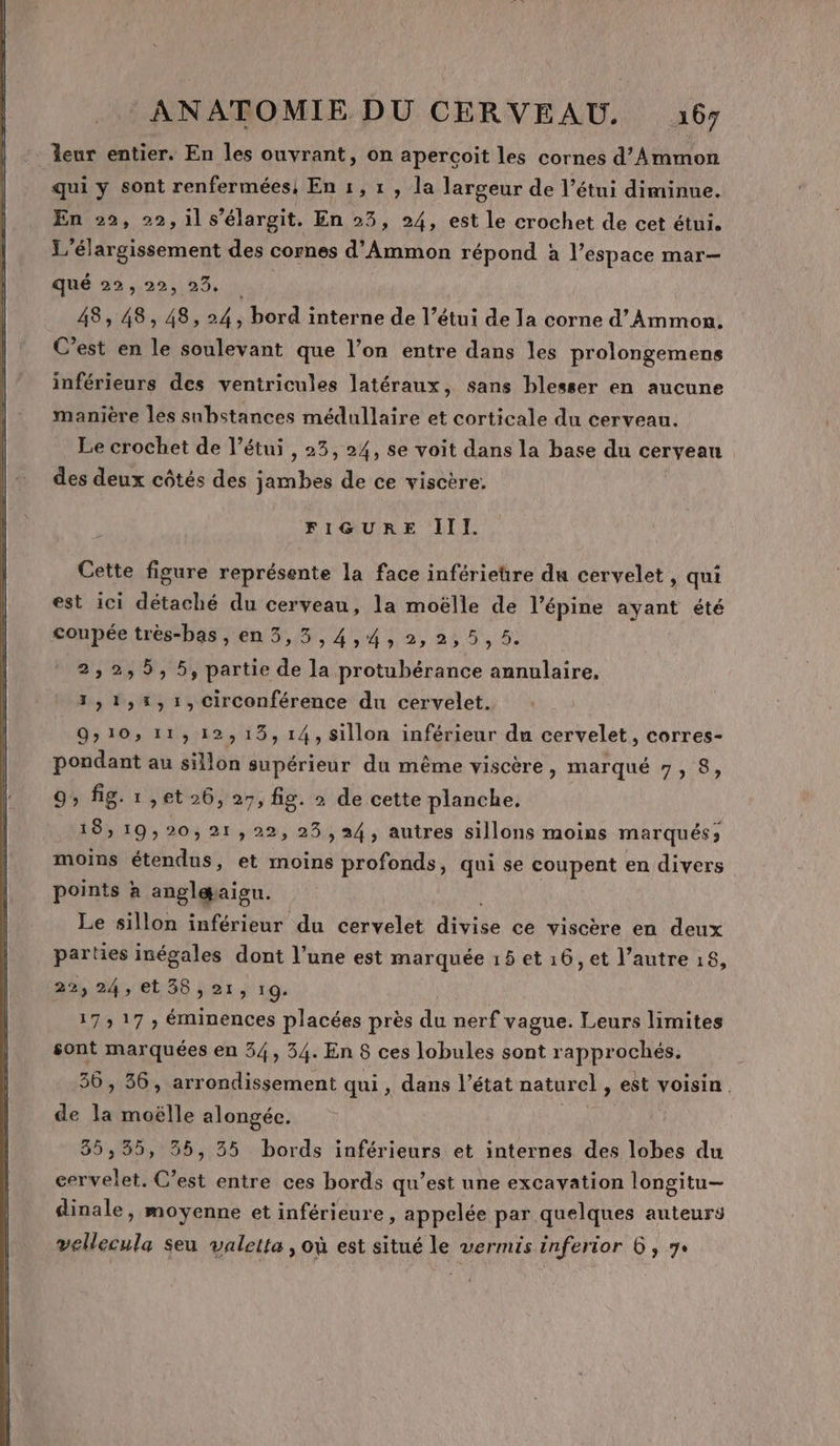 leur entier. En les ouvrant, on aperçoit les cornes d’Ammon qui y sont renfermées, En 1, 1 , la largeur de l’étui diminue. En 22, 22,1l s’élargit. En 23, 24, est le crochet de cet étui. L'élargissement des cornes d'Ammon répond à l’espace mar— qué 22, 22, 23, 48, 48, 48,24, bord interne de l étui de la corne d’Ammon. C’est en le soulevant que l’on entre dans les prolongemens inférieurs des ventricules latéraux, sans blesser en aucune manière les substances médullaire et corticale du cerveau. Le crochet de l’étui , 23, 24, se voit dans la base du ceryean des deux côtés des jambes de ce viscère. FIGURE III. Cette figure représente la face inférietre du cervelet , qui est ici détaché du cerveau, la moëlle de l’épine ayant été coupée très-bas , en 3,3,4,4,2,2,5,5. 2,2,5, 5, partie de la protubérance annulaire, 1,1,%,1,Circonférence du cervelet. 9:10, 11, 12,13, 14, sillon inférieur du cervelet, corres- pondant au sillon supérieur du même viscère, marqué 7, 8, 9, fig. : »€t 26, 27, fig. à de cette planche. 18, 19,20, 21,22, 25,24, autres sillons moins marqués; moins baus: et moins profonds, qui se coupent en divers points à heu: Le sillon inférieur du cervelet avisés ce viscère en deux parties inégales dont l’une est marquée 15 et 16, et l’autre 18, 22,24, et38,21, 19- 17, 17 , éminences placées près du ste, vague. Leurs limites sont marquées en 34, 34. En 8 ces lobules sont rapprochés, 36, 36, arrondissement qui , dans l’état naturel , est voisin. de la moëlle alongée. Y'a 35,35, 35, 35 bords inférieurs et internes des lobes du cervelet. C’est entre ces bords qu’est une excavation longitu— dinale, moyenne et inférieure, appelée par quelques auteurs vellecula seu valetta , où est situé le vermis inferior 6, 74