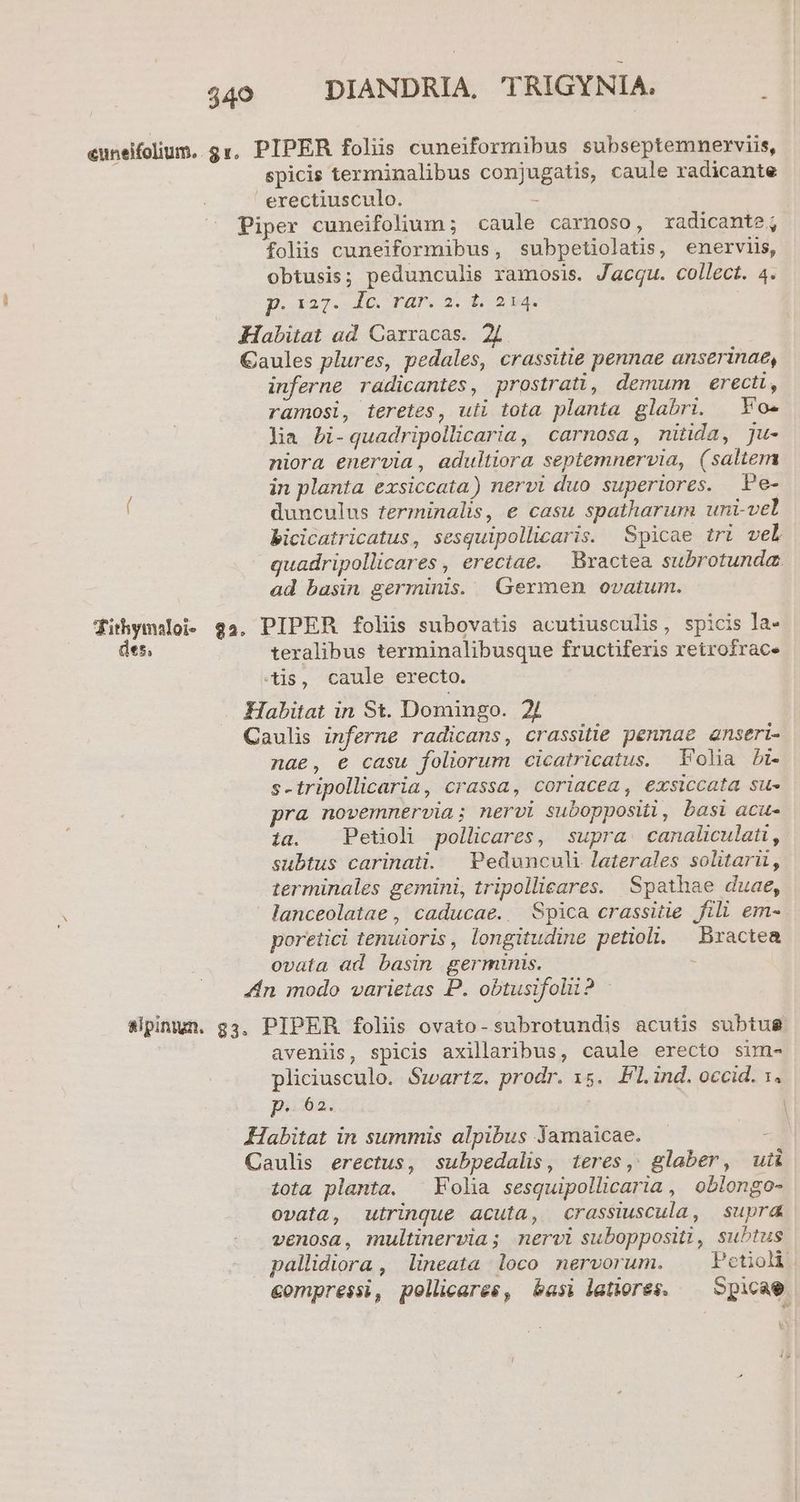 euneifolium. gv, PIPER foliis cuneiformibus subseptemnerviis, spicis terminalibus conjugatis, caule radicante erectiusculo. t Piper cuneifolium ; caule carnoso, radicante ; folis cuneiformibus, subpetiolatis, enerviis, obtusis; pedunculis ramosis. Jacqu. collect. 4. p.127. lc. rar. 2. t. 214. Habitat ad Carracas. Caules plures, pedales, crassitie pennae anserinae, inferne radicantes, prostrati, demum erecti, ramosi, teretes, uii tota planta glabri. | Vo- lia bi-quadripollicaria, carnosa, nitida, ju- niora enervia, adultiora septemnervia, (saltem in planta exsiccata) nervi duo superiores. Pe- dunculus terminalis, e casu spatharum uni-vel bicicatricatus, sesquipollicaris. Spicae tri vel quadripollicares , erectae. — Bxactea. subrotunda. ad basin germinis. Germen ovatum. Tithymsloi- 92, PIPER foliis subovatis acutiusculis, spicis la- des, teralibus terminalibusque fructiferis retrofrac. is, caule erecto. Habitat in St. Domingo. 2/ Caulis inferne radicans, crassitie pennae anseri- nae, € casu foliorum cicatricatus. Folia bi s-tripollicaria, crassa, coriacea , exsiccata su- pra novemnervia; nervi subopposii, basi acu- 1a. | Petioli pollicares, supra. canaliculatt, subtus carinati. Pedunculi laterales solitarii, terminales gemini, tripollicares. Spathae duae, lanceolatae , caducae. Spica crassitie fili em- poreitici tenuioris, longitudine petioli. Bractea ovata ad basin germinis. n 4n modo varietas P. obtusifolii ? - slpntun. 33. PIPER foliis ovato- subrotundis acutis subtug aveniis, spicis axillaribus, caule erecto sim- pliciusculo. Swartz. prodr. 15. Fl. ind. occid. 1. p. 62. Habitat in summis alpibus Jamaicae. - Caulis erectus, subpedalis, teres, glaber, uti tota planta. ^ Vola sesquipollicaria , oblongo- ovata, utrinque acuta, crassiuscula, supra venosa, multinervia; nervi suboppositi, subtus pallidiora , lineata loco nervorum. Petioh. &amp;ompressi, pollicares, basi letiores. ^ Spicae Y