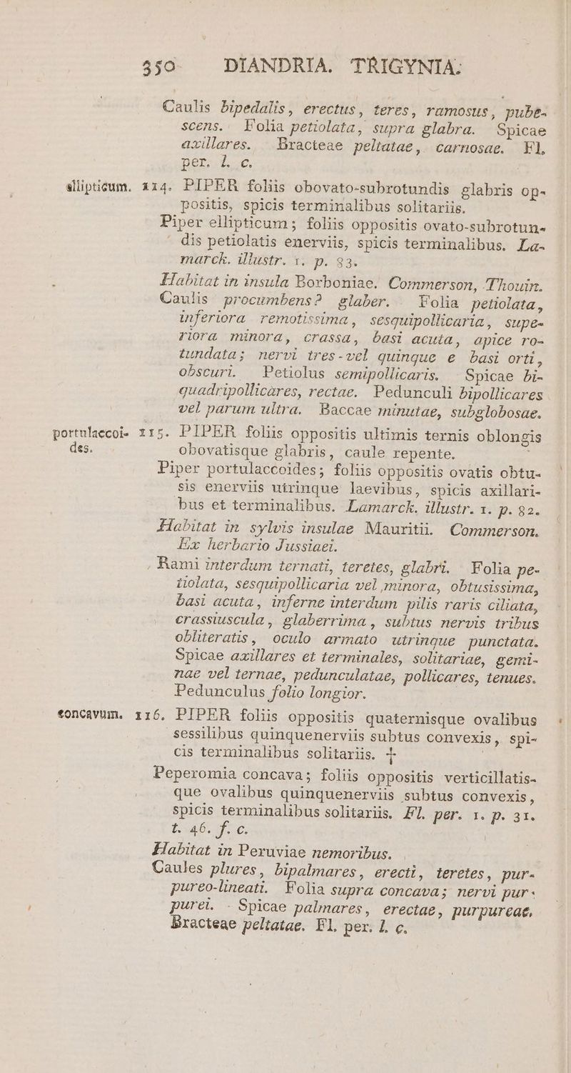 alipticum. X14. scens. Folia petiolata, supra glabra. Sypicae axülares. Bracteae peltatae, carnosae. El, Bero d o6. | PIPER foliis obovato-subrotundis glabris Op- positis, spicis terminalibus solitariis. 4 dis petiolatis enerviis, spicis terminalibus. La- marck. illustr. x. p. 33. portulacecoi- 115. des. inferiora remotissima, sesquipollicaria, Supe- riora minora, crassa, basi acuta, apice ro- tundata; nervi tres-vel quinque e basi orti, obscuri. Petiolus semipollicaris. Spicae bi- quadripollicares, rectae. Pedunculi bipollicares vel parum ultra. Baccae minutae, subglobosae. PIPER folis oppositis ultimis ternis oblongis obovatisque glabris, caule repente. sis enerviis utrinque laevibus, spicis axillari- bus et terminalibus. Lamarck. illustr. 1. j^ $82. Ex herbario Jussiaei. eoncavum. 115, uolata, sesquipollicaria vel minora, obtusissima, basi acuta, inferne interdum yilis raris ciliata, crassiuscula, glaberrima , subtus nervis tribus obliteratis, oculo armato utrinque punctata. Spicae axillares et terminales, solitariae, gemi- nae vel ternae, pedunculatae, pollicares, tenues. Pedunculus folio longior. PIPER foliis oppositis quaternisque ovalibus sessilibus quinquenerviis subtus convexis, spi- cis terminalibus solitariis. 4- | que ovalibus quinquenerviis subtus convexis, spicis terminalibus solitariis. Z7. pur sp. a [^ 46. f. C. pureo-lineati. Folia supra concava; nervi pur- pure - Spicae palmares, erectae, purpureae, Bracteae peltatae. Fl. peres e.