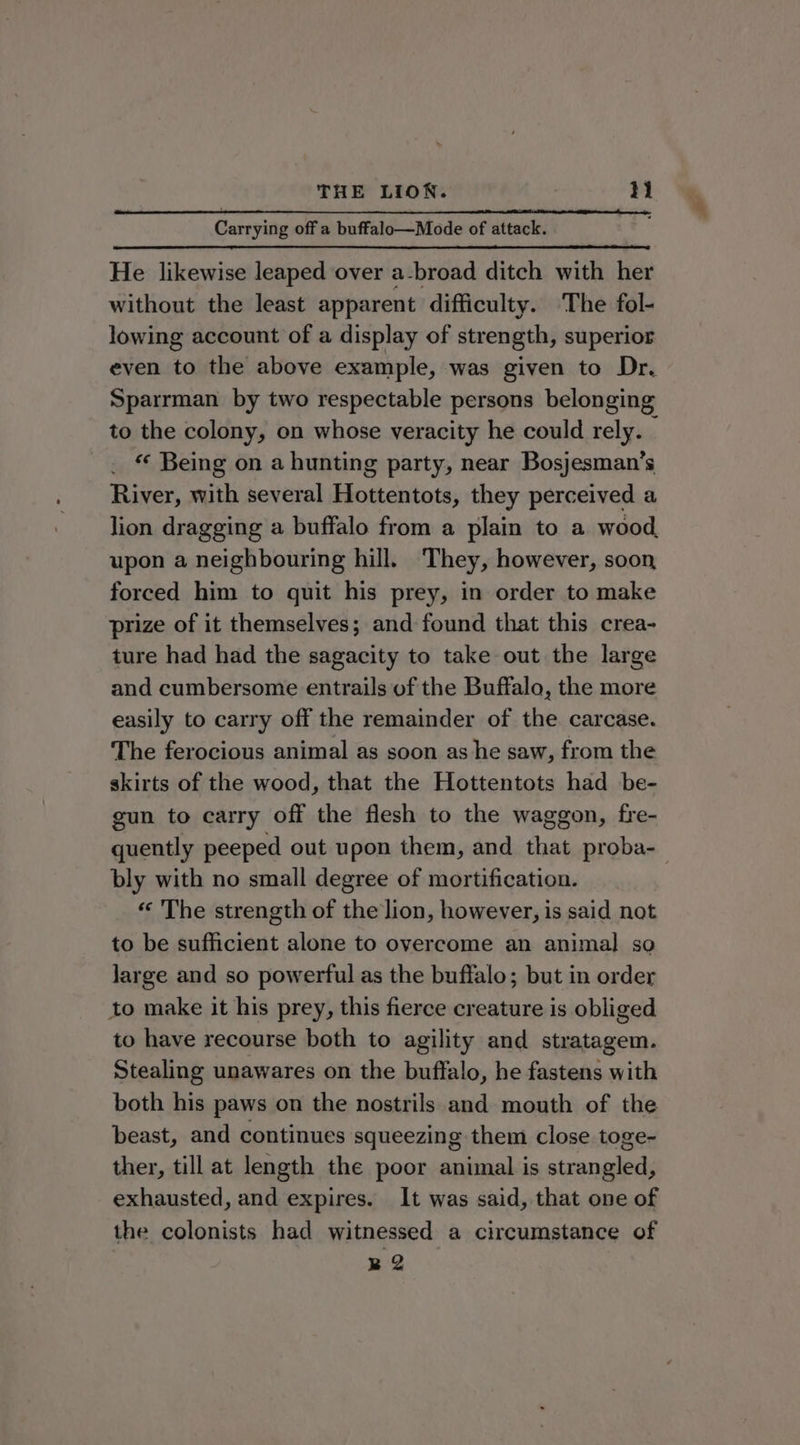 Carrying off a buffalo—Mode of attack. He likewise leaped over a-broad ditch with her without the least apparent difficulty. The fol- lowing account of a display of strength, superior even to the above example, was given to Dr. Sparrman by two respectable persons belonging to the colony, on whose veracity he could rely. © «¢ Being on a hunting party, near Bosjesman’s River, with several Herkcrkita they perceived a lion dragging a buffalo from a plain to a wood upon a neighbouring hill. They, however, soon forced him to quit his prey, in order to make prize of it themselves; and found that this crea- ture had had the sagacity to take out the large and cumbersome entrails of the Buffalo, the more easily to carry off the remainder of the carcase. The ferocious animal as soon as he saw, from the skirts of the wood, that the Hottentots had be- gun to carry off the flesh to the waggon, fre- quently peeped out upon them, and that proba- bly with no small degree of mortification. « The strength of the lion, however, is said not to be sufficient alone to overcome an animal so large and so powerful as the buffalo; but in order to make it his prey, this fierce creature is obliged to have recourse both to agility and stratagem. Stealing unawares on the buffalo, he fastens with both his paws on the nostrils and mouth of the beast, and continues squeezing them close toge- ther, till at length the poor animal is strangled, exhausted, and expires. It was said, that one of the colonists had witnessed a circumstance of B2