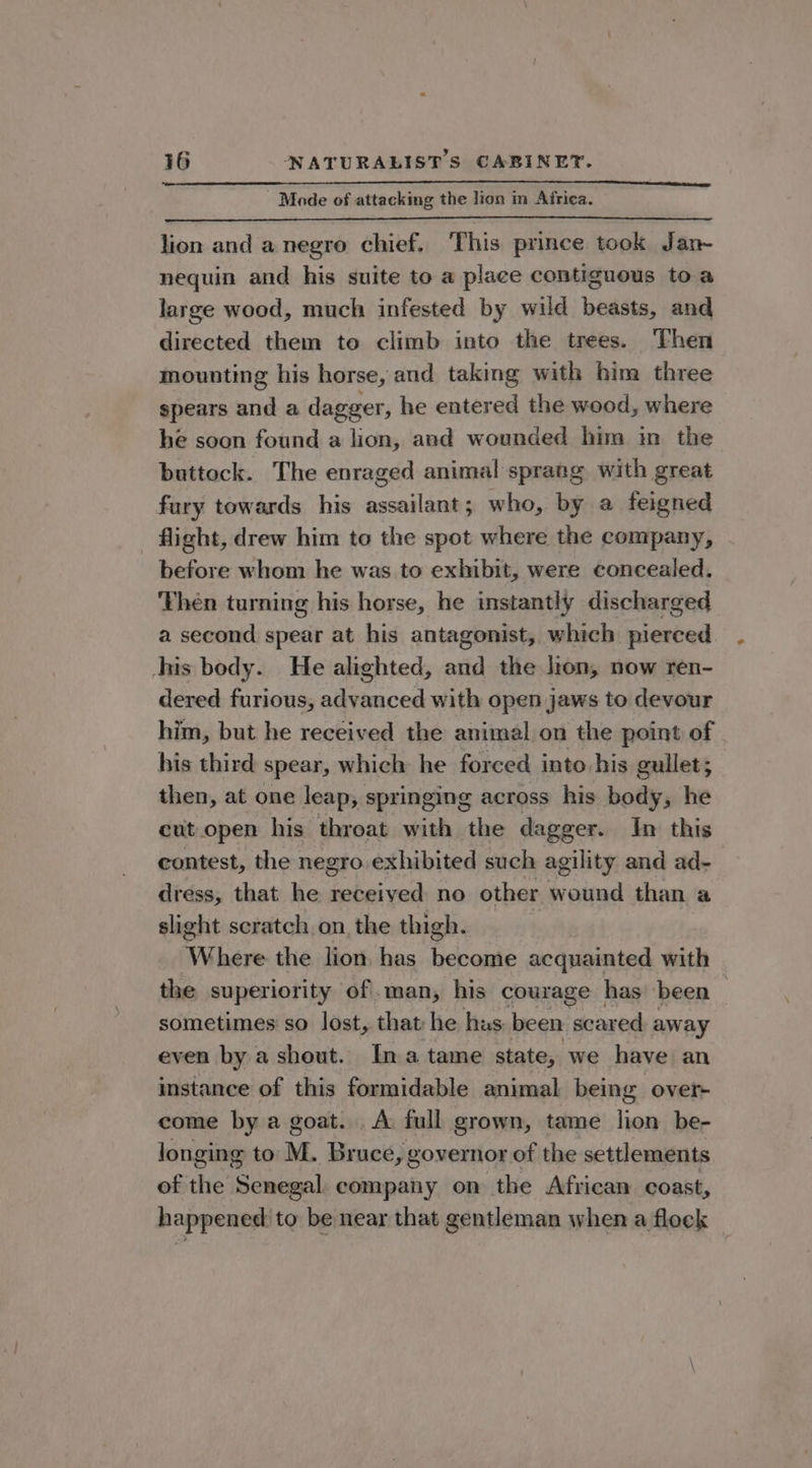Mode of attacking the lion m Africa. lion and a negro chief. ‘This prince took Jan- nequin and his suite to a place contiguous to a large wood, much infested by wild beasts, and directed them to climb into the trees. Then mounting his horse, and taking with him three spears and a dagger, he entered the wood, where he soon found a lion, and wounded him in the buttock. The enraged animal sprang with great fury towards his assailant; who, by a feigned flight, drew him to the spot where the company, before whom he was to exinbit, were concealed. Then turning his horse, he instantly discharged a second spear at his antagonist, which pierced this body. He alighted, and the lon, now ren- dered furious, advanced with open jaws to devour him, but he received the animal on the point of his third spear, which he forced into his gullet; then, at one leap, springing across his body, he cut open his throat with the dagger. In this contest, the negro exhibited such agility and ad- dress, that he pa aa no other wound than a slight scratch on the thigh. Where the lion has become acquainted with the superiority of. man, his courage has been sometimes so lost, that he has been scared away even by a shout. Ina tame state, we have an instance of this formidable animal being over- come by a goat. . A full grown, tame lion be- longing to M. Bruce, governor of the settlements of the Senegal. company on the African coast, happened to be near that gentleman when a flock