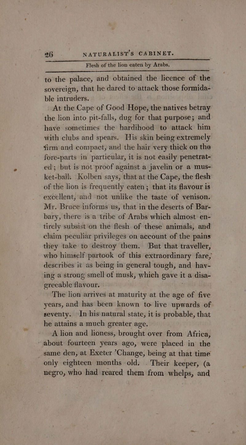 Flesh of the lion eaten by Arabs. to the palace, and obtained the licence of the sovereign, that he dared to attack those formida- ble intruders. At the Cape of Good Hope, the natives betray have sometimes the hardihood to attack him with clubs and spears. His skin being extremely firm and compact, and the hair very thick on the fore-parts in particular, it is not easily penetrat- ed; but is not proof against a javelin or a mus- ket-ball. Kolben says, that at the Cape, the flesh of the lion is frequently eaten; that its flavour is excellent, and not unlike the taste of venison. Mr. Bruce informs us, that in the deserts of Bar- bary, there is a tribe of Arabs which almost: en- tirely subsist on the flesh of these animals, and claim peculiar privileges on account of the pains who himself partook of this extraordinary fare, describes it as being in general tough, and hav- ing a strong smell of musk, which huttepa it a disa- ereeable Auponk The lion arrives at maturity at the age of five years, and has been known to: live upwards of seventy. In his natural state, it is probable, that he attains a much greater age. A lion and lioness, brought over from Africa, only eighteen months old. . Their keeper, (a