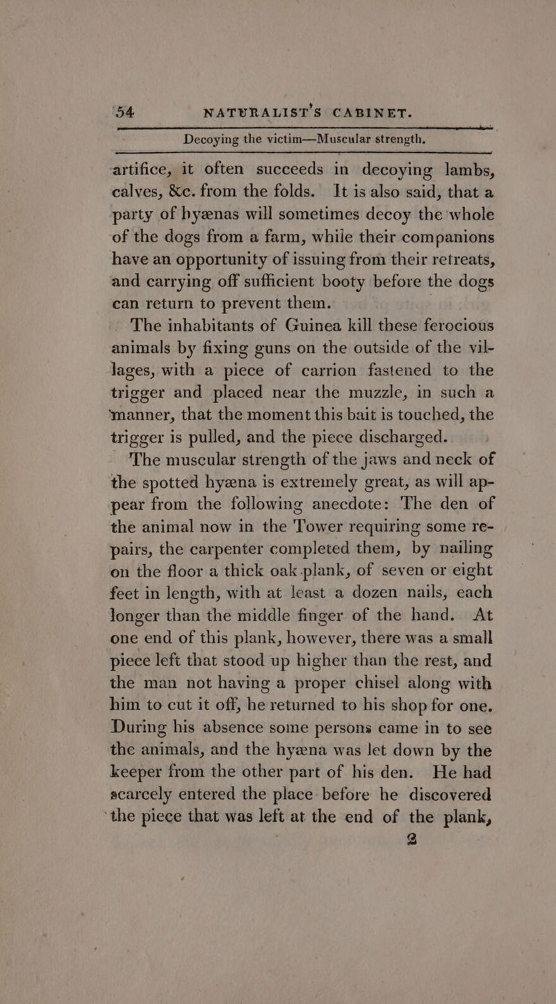 Decoying the victim—Muscular strength. artifice, it often succeeds in decoying lambs, calves, &amp;c. from the folds. It is also said, that a party of hyenas will sometimes decoy the whole of the dogs from a farm, while their companions have an opportunity of issuing from their retreats, and carrying off sufficient booty before the dogs can return to prevent them. The inhabitants of Guinea kill these ferocious animals by fixing guns on the outside of the vil- lages, with a piece of carrion fastened to the trigger and placed near the muzzle, in such a ‘manner, that the moment this bait is touched, the trigger is pulled, and the piece discharged. The muscular strength of the jaws and neck of the spotted hyzena is extremely great, as will ap- pear from the following anecdote: The den of the animal now in the Tower requiring some re- pairs, the carpenter completed them, by nailing on the floor a thick oak plank, of seven or eight feet in length, with at least a dozen nails, each longer than the middle finger of the hand. At one end of this plank, however, there was a small piece left that stood up higher than the rest, and the man not having a proper chisel along with him to cut it off, he returned to his shop for one. During his absence some persons came in to see the animals, and the hyzna was let down by the keeper from the other part of his den. He had scarcely entered the place before he discovered ‘the piece that was left at the end of the plank, 2