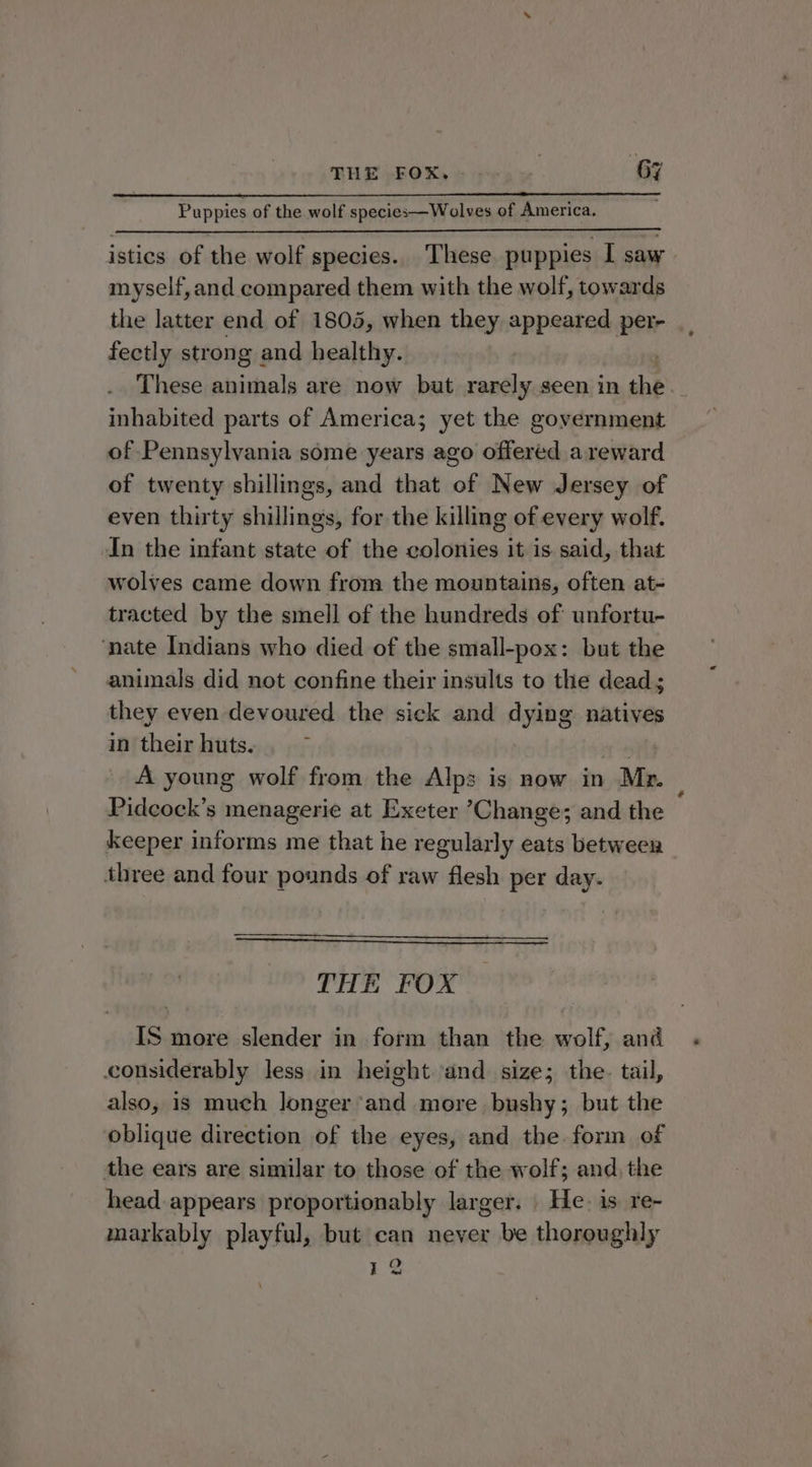 Puppies of the wolf species —Wolves of America. istics of the wolf species. These puppies I saw myself,and compared them with the wolf, towards the latter end of 1805, when they appeared per- fectly strong and healthy. These animals are now but rarely seen in the’ inhabited parts of America; yet the government of Pennsylvania some years ago offered areward of twenty shillings, and that of New Jersey of even thirty shillings, for the killing of every wolf. In the infant state of the colonies it is said, that wolves came down from the mountains, often at- tracted by the smell of the hundreds of: unfortu- nate Indians who died of the small-pox: but the animals did not confine their insults to the dead; they even devoured the sick and dying natives in their huts. fe A young wolf from the Alps is now in Mr. — Pidcock’s menagerie at Exeter Change; and the keeper informs me that he regularly eats between three and four pounds of raw flesh per day. THE FOX IS more slender in form than the wolf, and considerably less in height and size; the. tail, also, is much longer and more bushy; but the oblique direction of the eyes, and the form of the ears are similar to those of the wolf; and, the head appears proportionably larger. | He. is re- markably playful, but can never be thoroughly 12 fod