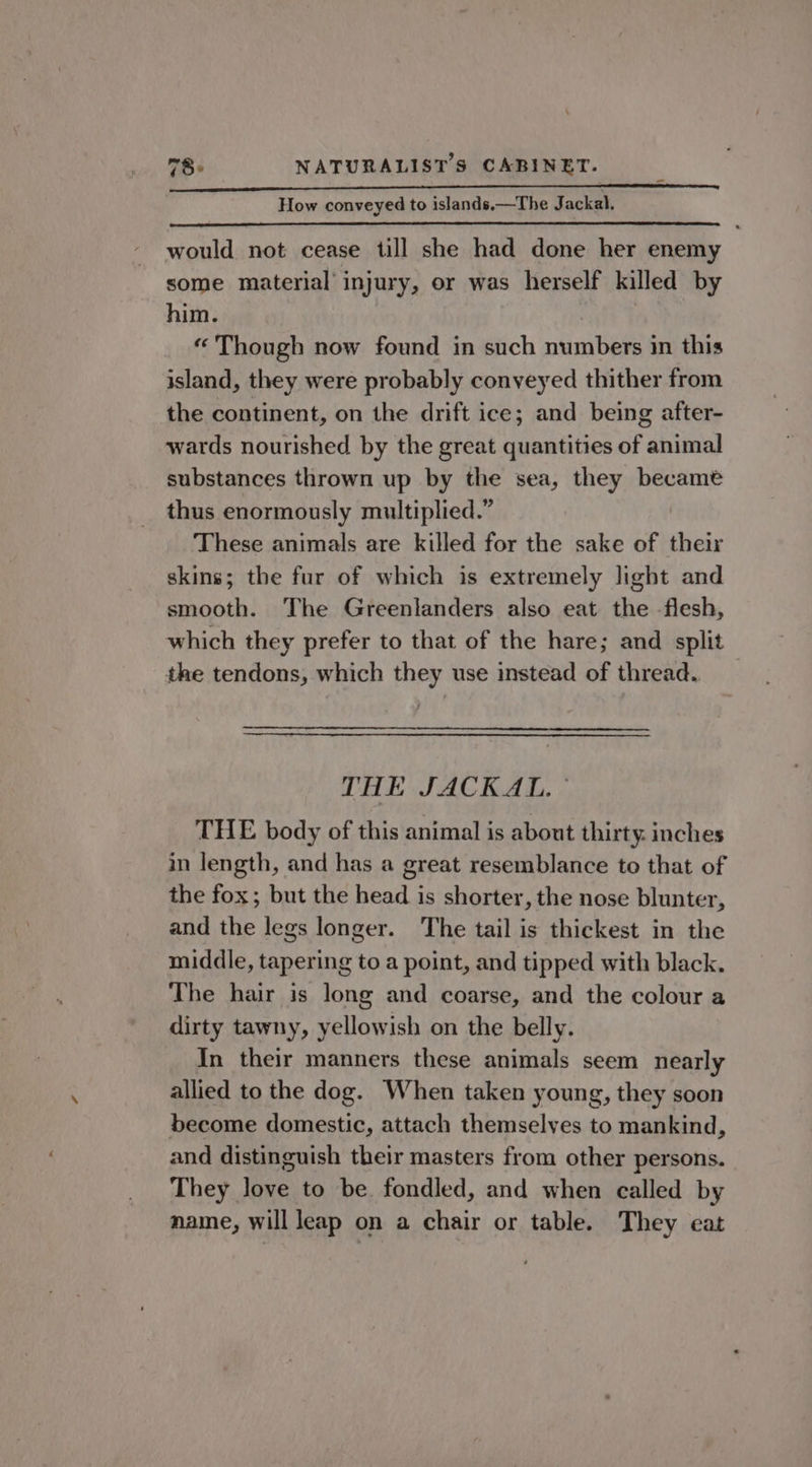 How conveyed to islands.—The Jackal. would not cease till she had done her enemy some material injury, or was herself killed by him. “ Though now found in such numbers in this island, they were probably conveyed thither from the continent, on the drift ice; and being after- wards nourished by the great quantities of animal substances thrown up by the sea, they became thus enormously multiplied.” | These animals are killed for the sake of their skins; the fur of which is extremely light and smooth. The Greenlanders also eat the flesh, which they prefer to that of the hare; and split the tendons, which they use instead of thread. THE JACKAL.’ THE body of this animal is about thirty: inches in length, and has a great resemblance to that of the fox; but the head is shorter, the nose blunter, and the legs longer. The tail is thickest in the middle, tapering to a point, and tipped with black. The hair is long and coarse, and the colour a dirty tawny, yellowish on the belly. In their manners these animals seem nearly allied to the dog. When taken young, they soon become domestic, attach themselves to mankind, and distinguish their masters from other persons. They love to be fondled, and when called by name, will leap on a chair or table. They eat