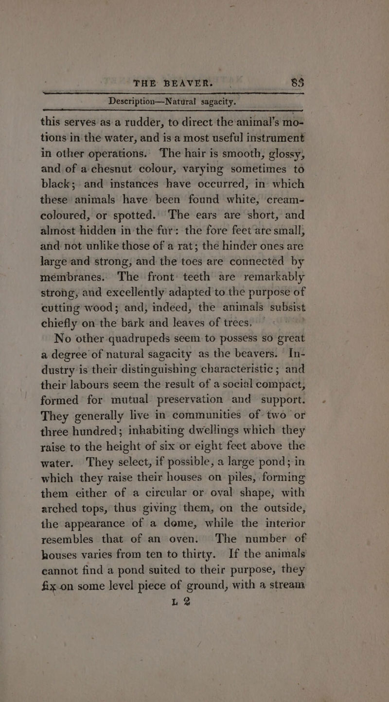 Description—Natural sagacity. this serves as a rudder, to direct the‘animal’s mo- tions in the water, and is a most useful instrument in other operations. The hair is smooth, glossy, and of a. chesnut colour, varying sometimes to black; and instances have occurred, in: which these animals have been found white, cream- coloured, or spotted. The ears are short, and almost hidden in the fur: the fore feet are small, and not unlike those of a rat; the hinder ones are large-and strong, and the toes are connected by membranes. The front: teeth are remarkably strong, and excellently adapted to the purpose of cutting wood; and, indeed, the animals subsist chiefly on the bark and leaves of trees. — No other quadrupeds seem to possess so great a degree of natural sagacity as the beavers. In- dustry is their distinguishing characteristic ; and their labours seem the result of a social compact, formed for mutual preservation and support. They generally live in communities of two or three hundred; inhabiting dwellings which they raise to the height of six or eight feet above the water. They select, if possible, a large pond; in which they raise their houses on tla forming them either of a circular or oval shape, with arched tops, thus giving them, on the outside, ihe appearance of a dome, while the interior resembles that of an oven. The number of houses varies from ten to thirty. If the animals cannot find a pond suited to their purpose, they fix.on some level piece of ground, with a stream L 2