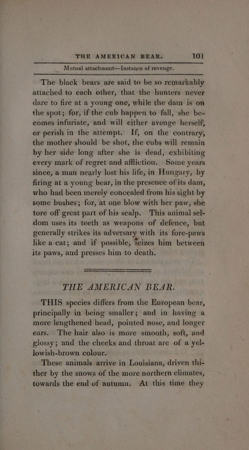 _ Mutual attachment—lInstance of revenge. The black bears are said to be so remarkably attached to each other, that the hunters never dare to fire at a young one, while the dam is on the spot; for, if the cub happen to fall, she be- eomes infuriate, and will either avenge herself, or perish in the attempt. If, on the contrary, the mother should be shot, the cubs will remain by her side long after she is dead, exhibiting every mark of regret and affliction. Some years since, a man nearly lost his life, in Hungary, by firing at a young bear, in the presence of its dam, who had been merely concealed from his sight by some bushes; for, at one blow with her paw, she tore off great part of his scalp. This animal sel- dom uses its teeth as weapons of defence, but generally strikes its adversary with its fore-paws like a cat; and if possible, Seizes him between its paws, and presses him to death. THE AMERICAN BEAR. THIS species differs from the European bear, principally in being smaller; and in having a more lengthened head, pointed nose, and longer ears. The hair also is more smooth, soft, and glossy; and the cheeks and throat are of a yel- lowish-brown colour. These animals arrive in Louisiana, driven thi- ther by the snows of the more northern climates, towards the end of autumn. At this time they