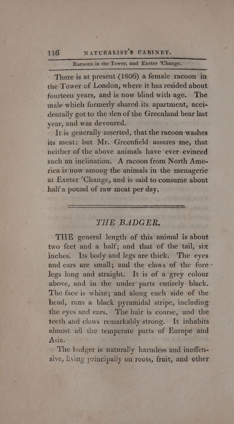 Racoons in the Tower, and Exeter ’Change. There is at present (1806) a female racoon in the Tower of London, where it has resided about fourteen years, and is now blind with age. The male which formerly shared its apartment, acci- dentally got to the den of the Greenland bear last year, and was devoured. It is generally asserted, that the racoon washes its meat: but Mr. Greenfield assures me, that neither of the above animals have ‘ever evinced such an inclination. A racoon from North Ame- rica is now among the animals in the menagerie at Exeter “Change, and is said to consume about . half'a pound of raw meat per day. THE BADGER, THE general length of this animal is about two feet and a half; and that of the tail, six inches. Its body and legs are thick. The eyes and ears are small; and the claws of the fore legs long and straight. It is of a grey colour above, and in the underparts entirely black. The face is white; and along each side of the head, runs a black pyramidal stripe, including the eyes and ears. The hair is coarse, and the teeth and claws remarkably strong. It inhabits almost all the temperate parts of Europe and Asia. . Phe badger is’ naturally harmless and inoffen- sive, living principally on roots, fruit, and other r