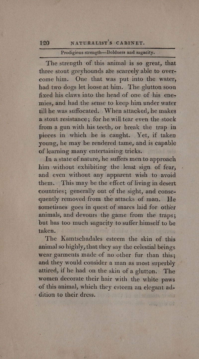 Prodigious strength—Boldness and sagacity. The strength of this animal is so great, that three stout greyhounds are scarcely able to over- come him. One that was put into the water, had two dogs let loose at him. The glutton soon fixed his claws into the head of one of :his ene- mies, and had the sense to keep him under water till he was suffocated. .When attacked, he makes a stout resistance; for he will tear even the stock from a gun with his teeth, or break the trap in pieces in which he is caught. Yet, if taken young, he may be rendered tame, and is capable of learning many entertaining tricks. In a state of nature, he suffers men to approach him »without exhibiting the least sign of fear, and even without any apparent wish to avoid them. ‘This ‘may be the effect of living in desert countries; generally out of the sight, and conse- quently removed from the mt raek’ of man. He sometunes goes in quest of snares laid for other animals, and devours the game from the traps; but bas too much sagacity to suffer himself to be taken. The Kamtschadales esteem the skin of thats animal so highly, that they say the celestial beings wear garments made of no other fur than this; and they would consider a man as most superbly attired, if he had on the skin of a glutton. The women decorate their hair with the white paws of this animal, which they esteem an elegant. ad- - dition to their dress.