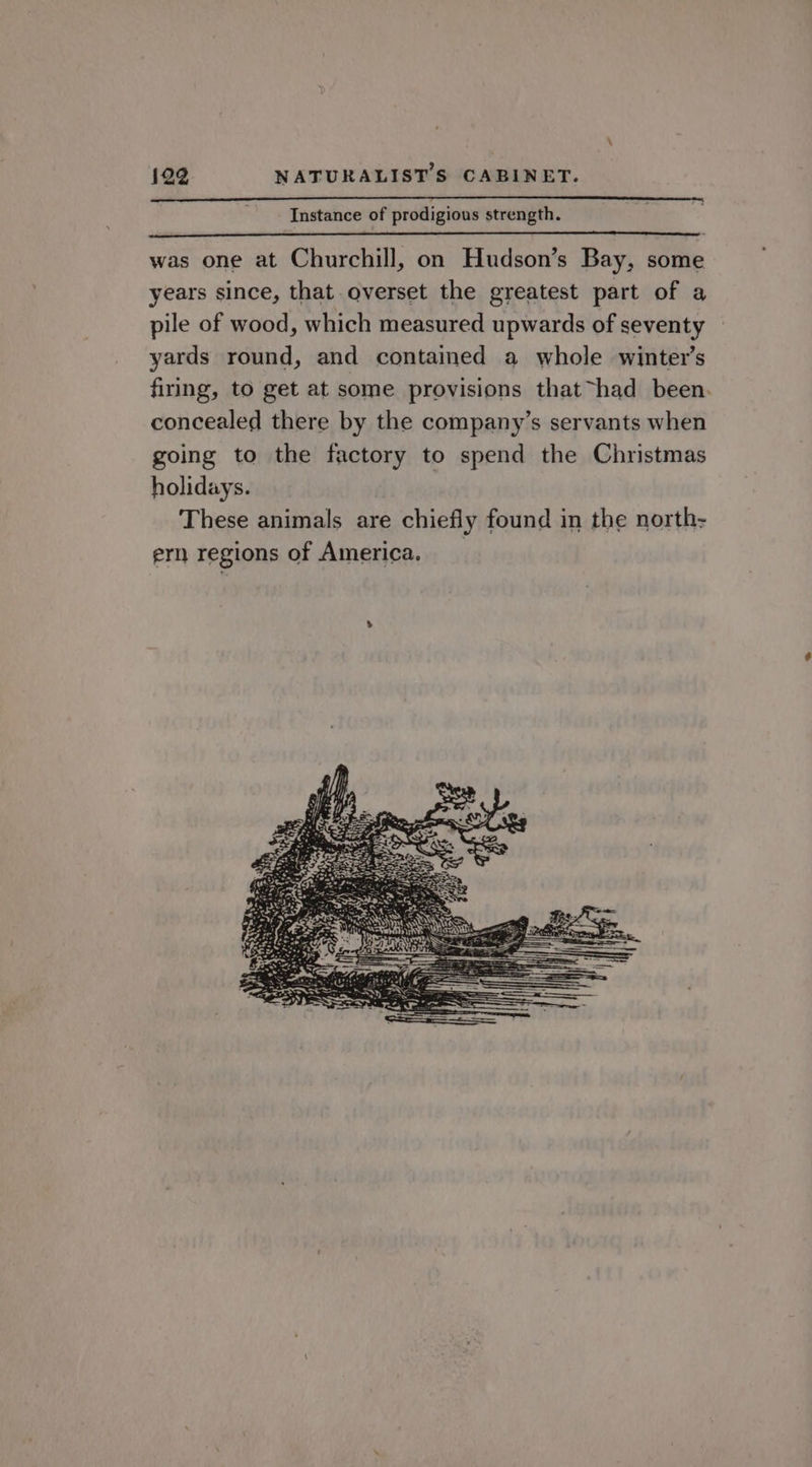 Instance of prodigious strength. was one at Churchill, on Hudson’s Bay, some years since, that overset the greatest part of a pile of wood, which measured upwards of seventy yards round, and contained a whole winter’s firing, to get at some provisions that~had been. concealed there by the company’s servants when going to the factory to spend the Christmas holidays. These animals are chiefly found in the north- ern regions of America. _