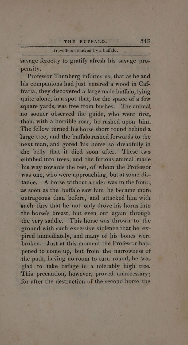 Travellers attacked by a buffalo. savage ferocity to gratify afresh his savage pro- pensity. | Professor Thunberg informs us, that as he and his companions had just entered a wood in Caf- fraria, they discovered a large male buffalo, lying quite alone, in a spot that, for the space of a few square yards, was free from bushes. ‘The animal no sooner observed the guide, who went first, than, with a horrible roar, he rushed upon him. The fellow turned his horse short round behind a large tree, and the buffalo rushed forwards to the next man, and gored his horse so dreadfully in the belly that it died soon after. These two climbed into trees, and the furious animal made his way towards the rest, of whom the Professor was one, who were approaching, but at some dis- tance. A horse without a rider was in the front; as soon as the buffalo saw him he became more outrageous than before, and attacked him with such fury that he not only drove his horns into the horse’s breast, but even out again. through the very saddle. This horse was thrown to the ground with such excessive violence that he ex- pired immediately, and many of his bones were broken. Just at this moment the Professor hap- pened to come up, but from the narrowness of the path, having no room to turn round, he ‘was glad to take refuge in a tolerably high tree. This precaution, however, proved unnecessary ; for after the destruction of the second horse the