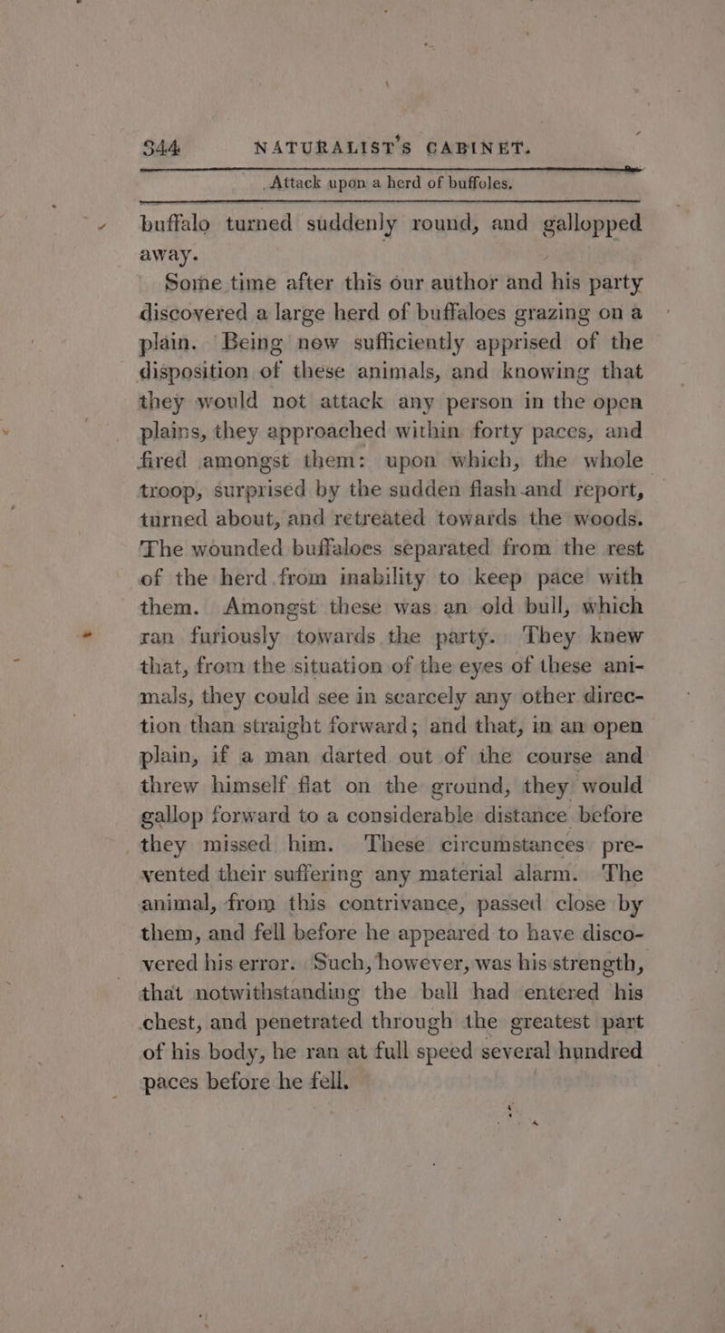 _ Attack upon a herd of buffoles. buffalo turned suddenly round, and gallopped away. . | Some time after this our author and his party discovered a large herd of buffaloes grazing on a plain. Being new sufficiently apprised of the disposition of these animals, and knowing that they would not attack any person in the open plains, they approached within forty paces, and fired amongst them: upon which, the whole troop, surprised by the sudden flash-and report, turned about, and retreated towards the woods. The wounded buffaloes separated from the rest of the herd.from imability to keep pace with them. Amongst these was an old bull, which ran furiously towards the party. They knew that, from the situation of the eyes of these ani- mals, they could see in scarcely any other direc- tion than straight forward; and that, in an open plain, if a man darted out of ihe course and threw himself flat on the ground, they would gallop forward to a considerable distance before they missed him. These circumstances pre- vented their suffering any material alarm. The animal, from this contrivance, passed close by them, and fell before he appeared to have disco- vered his error. Such, however, was his strength, that notwithstanding the ball had entered his chest, and penetrated through the greatest part of his body, he ran at full speed several hundred paces before he fell.