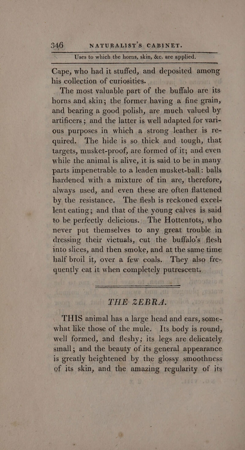 Uses to which the horns, skin, &amp;c. are applied. Cape, who had it stuffed, and deposited among his collection of curiosities. | The most valuable part of the buffalo are its horns and skin; the former having a fine grain, and bearing a good polish, are much valued by artificers ; and the latter is well adapted for vari- ous purposes in which a strong leather is re- quired. The hide is so thick and tough, that targets, musket-proof, are formed of it; and even while the animal is alive, it is said to be in many parts impenetrable to a leaden musket-ball: balls hardened with a mixture of tin are, therefore, always used, and even these are often flattened by the resistance, The flesh is reckoned excel- lent eating; and that of the young calves is said to be perfectly delicious... The Hottentots, who never put themselves to any great trouble in dressing their victuals, cut the buffalo’s flesh into slices, and then smoke, and at the same time half broil it, over a few coals. They also fre- quently eat it when completely putrescent. THE ZEBRA. THIS animal has a large head and ears, some-~ what like those of the mule. Its body is round, well formed, and fleshy; its legs are delicately small; and the beauty of its general appearance is greatly heightened by the glossy smoothness of its skin, and the amazing regularity of its