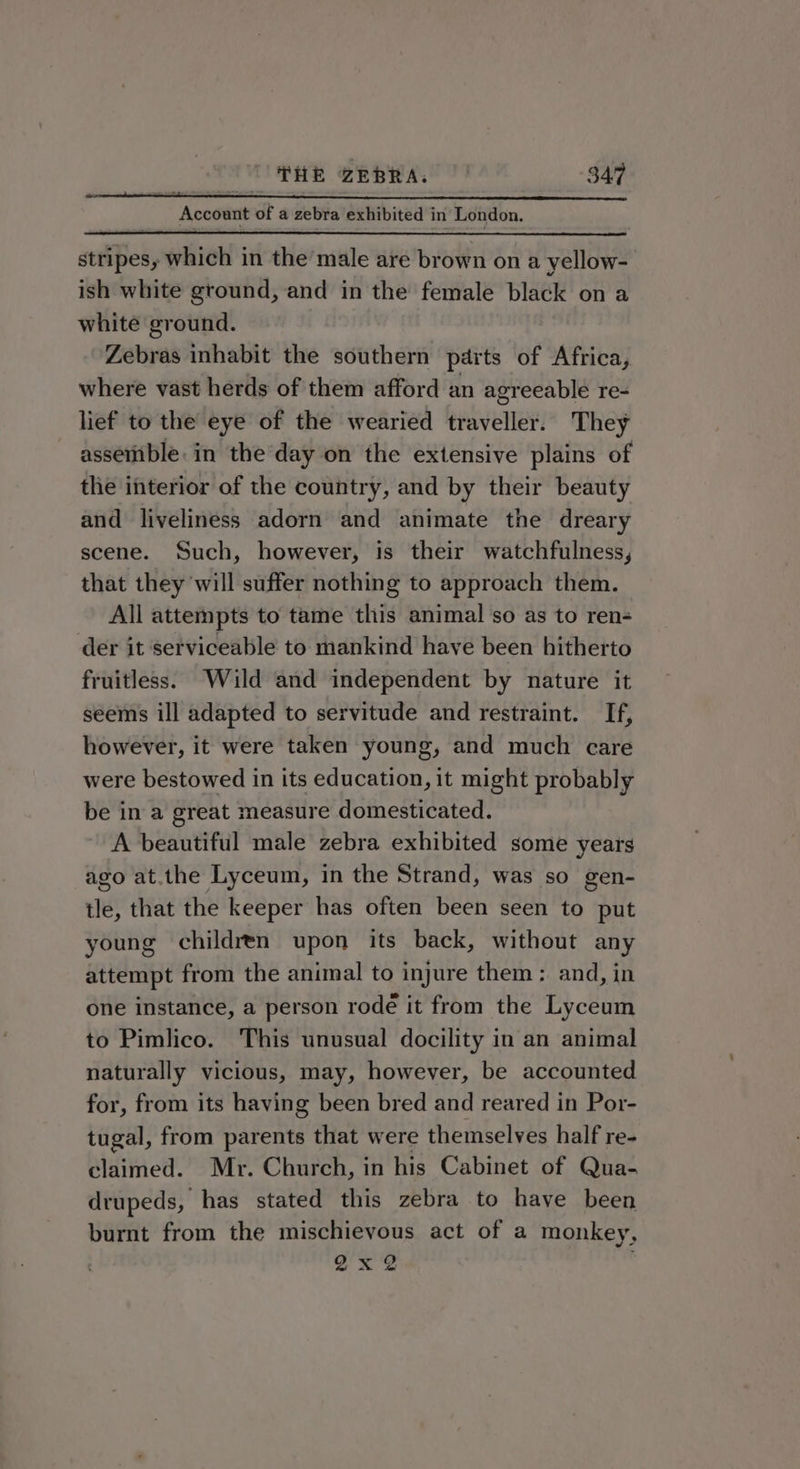 Account of a zebra exhibited in London. stripes, which in the’ male are brown on a yellow- ish white ground, and in the female black on a white ground. Zebras inhabit the southern parts of Africa, where vast herds of them afford an agreeable re- lief to the eye of the wearied traveller. They assemble. in the day on the extensive plains of the interior of the country, and by their beauty and liveliness adorn and animate the dreary scene. Such, however, is their watchfulness, that they will suffer nothing to approach them. All attempts to tame this animal'so as to ren- der it serviceable to mankind have been hitherto fruitless. Wild and independent by nature it seems ill adapted to servitude and restraint. If, however, it were taken young, and much care were bestowed in its education, it might probably be in a great measure domesticated. A beautiful male zebra exhibited some years ago at.the Lyceum, in the Strand, was so gen- ele, that the keeper has often been seen to put young children upon its back, without any attempt from the animal to injure them ; and, in one instance, a person rode it from the Lyceum to Pimlico. This unusual docility in an animal naturally vicious, may, however, be accounted for, from its having been bred and reared in Por- tugal, from parents that were themselves half re- claimed. Mr. Church, in his Cabinet of Qua- drupeds, has stated this zebra to have been burnt from the mischievous act of a monkey, gx 2