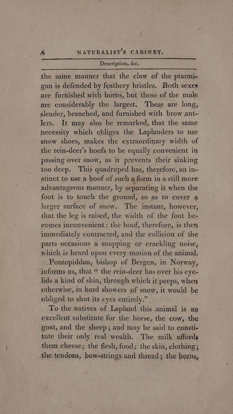 Description, &amp;c. the same manner that the claw of the ptarmi- gan is defended by feathery bristles. Both sexes | are furnished with horns, but those of the male are considerably the largest. ‘These are long, slender, branched, and furnished with brow ant- lers. It may also be remarked, that the same necessity which obliges the Laplanders to use snow shoes, makes the extraordinary width of the rein-deer’s hoofs to be equally convenient in passing over snow, as it prevents their sinking too deep. This quadruped has, therefore, an in- stinct to use a hoof of such a form ina still more advantageous manner, by separating it when the foot is to touch the ground, so as to cover a larger surface of snow. The instant, however, that the leg is raised, the width of the foot be- comes inconvenient: the hoof, therefore, is then immediately contracted, and the collision of the parts occasions a snapping or crackling noise, which is heard upon every motion of the animal. Pontopiddan, bishop of Bergen, in Norway, ‘informs us, that “ the rein-deer has over his eye- lids a kind of skin, through which it peeps, when otherwise, in hard showers of snow, it would be obliged to shut its eyes entirely.” | | To the natives of Lapland this animal is an excellent substitute for the horse, the cow, the goat, and the sheep; and may be said to consti- tute their only real wealth. The milk affords them cheese; the flesh, food; the skin, clothing; ‘the tendons, bow-strings and thread; the horns, /