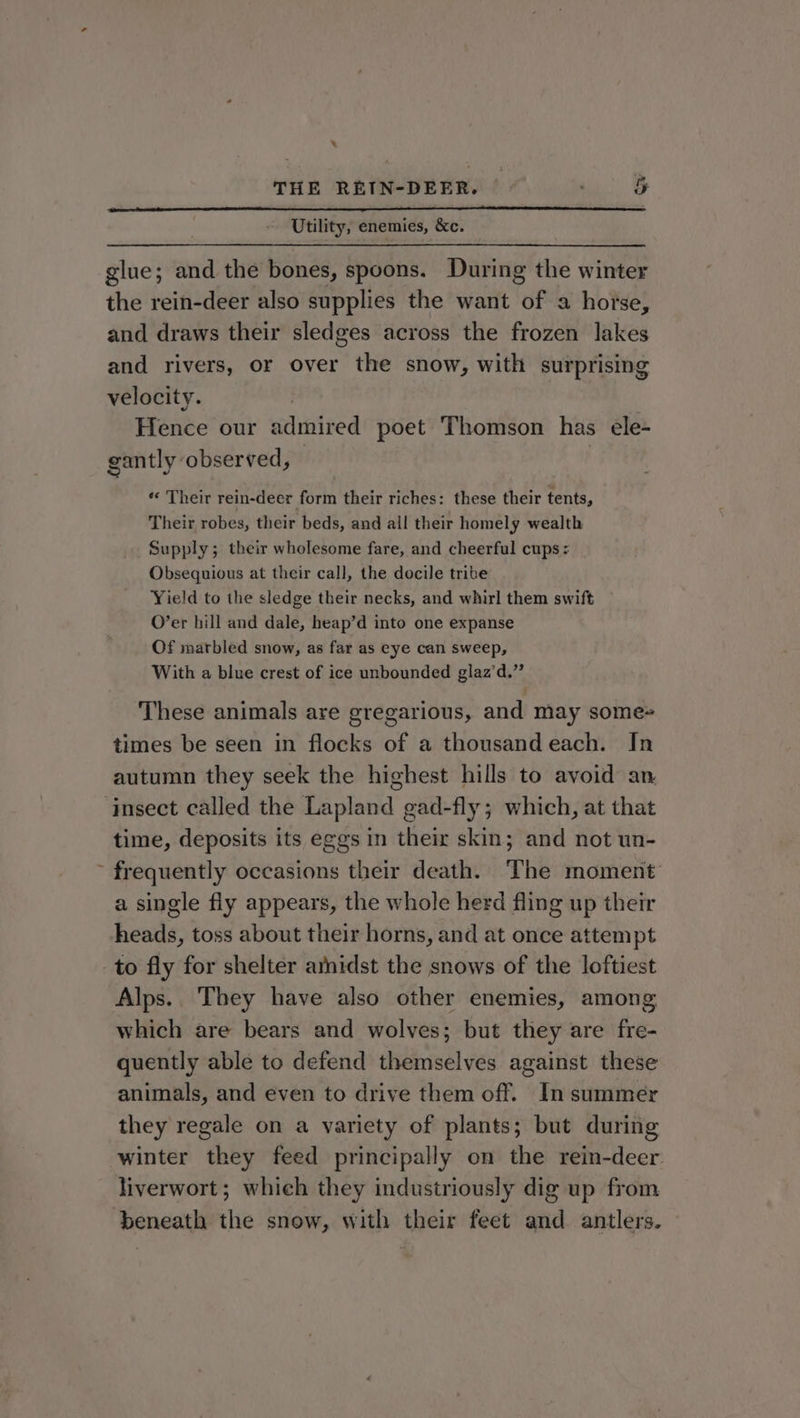 * THE REIN-DEER. Ly Utility, enemies, &amp;c. glue; and the bones, spoons. During the winter the rein-deer also supplies the want of a horse, and draws their sledges across the frozen lakes and rivers, or over the snow, with surprising velocity. Hence our admired poet Thomson has ele- gantly observed, } « Their rein-deer form their riches: these their tents, Their robes, their beds, and all their homely wealth Supply; their wholesome fare, and cheerful cups: Obsequious at their call, the docile tribe Yie!d to the sledge their necks, and whirl them swift O’er hill and dale, heap’d into one expanse Of marbled snow, as far as eye can sweep, With a blue crest of ice unbounded glaz’d.” These animals are gregarious, and may some» times be seen in flocks of a thousand each. In autumn they seek the highest hills to avoid an. ‘insect called the Lapland gad-fly; which, at that time, deposits its eggs in their skin; and not un- ~ frequently occasions their death. The moment a single fly appears, the whole herd fling up their heads, toss about their horns, and at once attempt to fly for shelter arnidst the snows of the loftiest Alps.. They have also other enemies, among which are bears and wolves; but they are fre- quently able to defend themselves against these animals, and even to drive them off. In summer they regale on a variety of plants; but during winter they feed principally on the rein-deer. liverwort; which they industriously dig up from beneath the snow, with their feet and antlers.