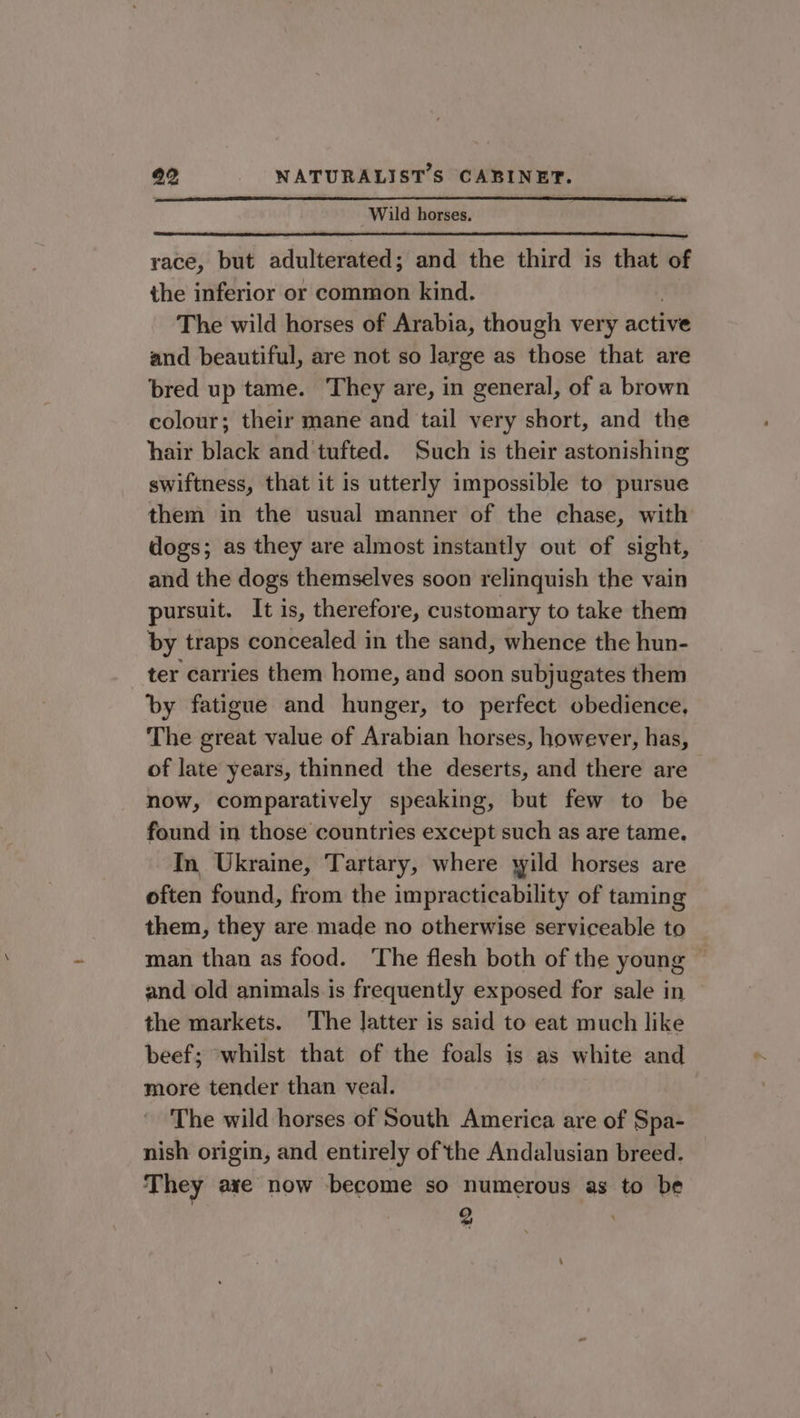 | Wild Horseu: race, but adulterated; and the third is that of the inferior or common kind. The wild horses of Arabia, though very active and beautiful, are not so large as those that are bred up tame. They are, in general, of a brown colour; their mane and tail very short, and the hair black and tufted. Such is their astonishing swiftness, that it is utterly impossible to pursue them in the usual manner of the chase, with dogs; as they are almost instantly out of sight, and the dogs themselves soon relinquish the vain pursuit. It is, therefore, customary to take them by traps concealed in the sand, whence the hun- ter carries them home, and soon subjugates them by fatigue and hunger, to perfect obedience, The great value of Arabian horses, however, has, of late years, thinned the deserts, and there are now, comparatively speaking, but few to be found in those countries except such as are tame, In Ukraine, Tartary, where syild horses are often found, from the impracticability of taming them, they are made no otherwise serviceable to and old animals. is frequently exposed for sale in the markets. The Jatter is said to eat much like beef; ‘whilst that of the foals is as white and more tender than veal. The wild horses of South America are of Spa- nish origin, and entirely of the Andalusian breed. T hey axe now become so numerous as to be