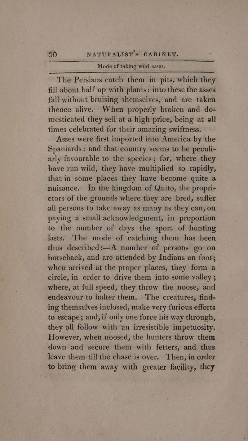 Mode of taking wild asses. The Persians catch them in pits, which they fill about half up with plants: into these the asses fall without bruising themselves, and are taken thence alive. When properly broken and do- mesticated they sell at a high price, being at all times celebrated for their amazing swiftness. Asses were first imported into America by the Spaniards: and that country seems to be peculi- arly favourable to the species; for, where. they have run wild, they have multiplied so rapidly, that in some places they have become quite a nuisance. In the kingdom of Quito, the propri- etors of the grounds where they are bred, suffer all persons to take away as many as they can, on paying a small acknowledgment, in proportion to the number of days the sport of hunting lasts. ‘The mode of catching them has been thus described:—A number of persons go on horseback, and are attended by Indians on foot; when arrived at the proper places, they form a circle, in order to drive them into some valley ; where, at full speed, they throw the noose, and endeavour to halter them. The creatures, find- ing themselves inclosed, make very furious efforts to escape; and, if only one force his way through, they all follow with-an irresistible impetuosity. However, when noosed, the hunters throw them down and secure them with fetters, and thus leave them till the chase is over. Then, in order to bring them away with greater facility, they