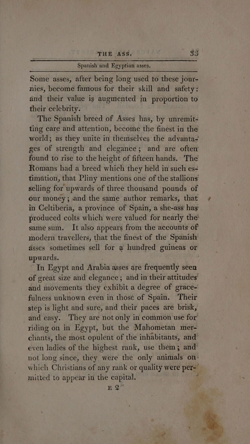 Spanish and Egyptian asses. Some asses, after being long used to these jour- nies, become famous for their skill and safety: and their value is augmented in Peupeson to their celebrity. The Spanish breed of Asses has, by unremit- ting care and attention, become the finest in the world; as they unite in themselves the advanta- ges of strength and elegance; and are often found to rise to the height of fifteen hands. The Romans had a breed which they held in such es- timation, that Pliny mentions one of the stallions selling for upwards of three thousand pounds of our money; and the same author remarks, that in Celtiberia, a province of Spain, a she-ass has produced colts which were valued for nearly the same sum. It also appears from the accounts of modern travellers, that the finest of the Spanish disses sometimes sell for a hundred guineas or upwards. In Egy pt and Arabi asses are frequently seen of great size and elegance; and in their attitudes and movements they exhibit a degree of grace-' fulness unknown eyen in those of Spain. Their step is light and sure, and their paces are brisk, and easy. They are not only in common use for’ riding on in Egypt, but the Mahometan mer- Hants, the most opulent of the inhabitants, and even ladies of the highest rank, use them; and not long since, they were the only animals on: which Christians of any rank or quality were per- mitted to appear in the capital. % E32” may