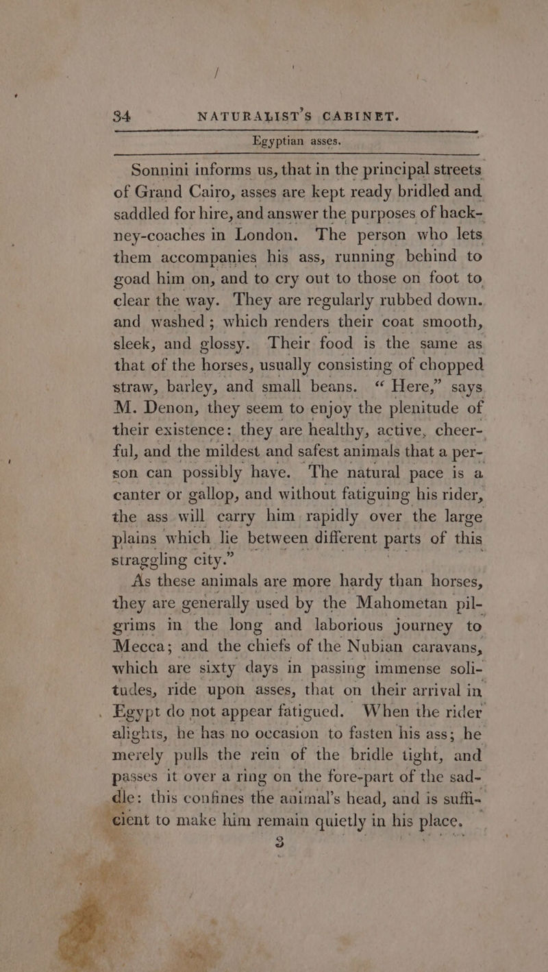 Egyptian asses. Sonnini informs us, that in the principal streets. of Grand Cairo, asses are kept ready bridled and saddled for hire, and answer the purposes of hack- ney-coaches in London. The person who lets them accompanies his ass, running behind to goad him on, and to cry out to those on foot to clear the way. They are regularly rubbed down. and washed ; which renders their coat smooth, sleek, and Psat Their food is the same as that of the horses, usually consisting of chopped straw, barley, and small beans. « Here,” says M. Denon, they seem to enjoy the plenitude of their existence: they are healthy, active, cheer- ful, and the mildest and safest animals that a per son can possibly have. The natural pace is a canter or gallop, and without fatiguing his rider, the ass will carry him rapidly over the large plains which a between different paris of this straggling city.” As these animals are more hardy than horses, they are generally used by the Mahometan pil- grims in the long and laborious journey to Mecca; and the chiefs of the Nubian caray ans, which are sixty days in passing immense soli- tudes, ride upon asses, that on their arrival in . Egypt do not appear fatigued. When the rider alights, he has no occasion to fasten his ass; he merely pulls the rein of the bridle tight, and passes it over a ring on the fore-part of ie sad- dle: this confines the aaimal’s head, and is suffi- cient to make him remain quietly 1 in his pics, ' c 2